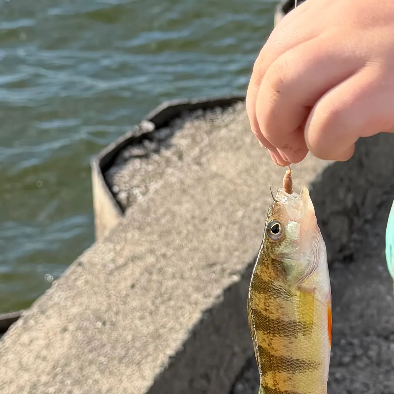Yellow perch caught on Fishbrain