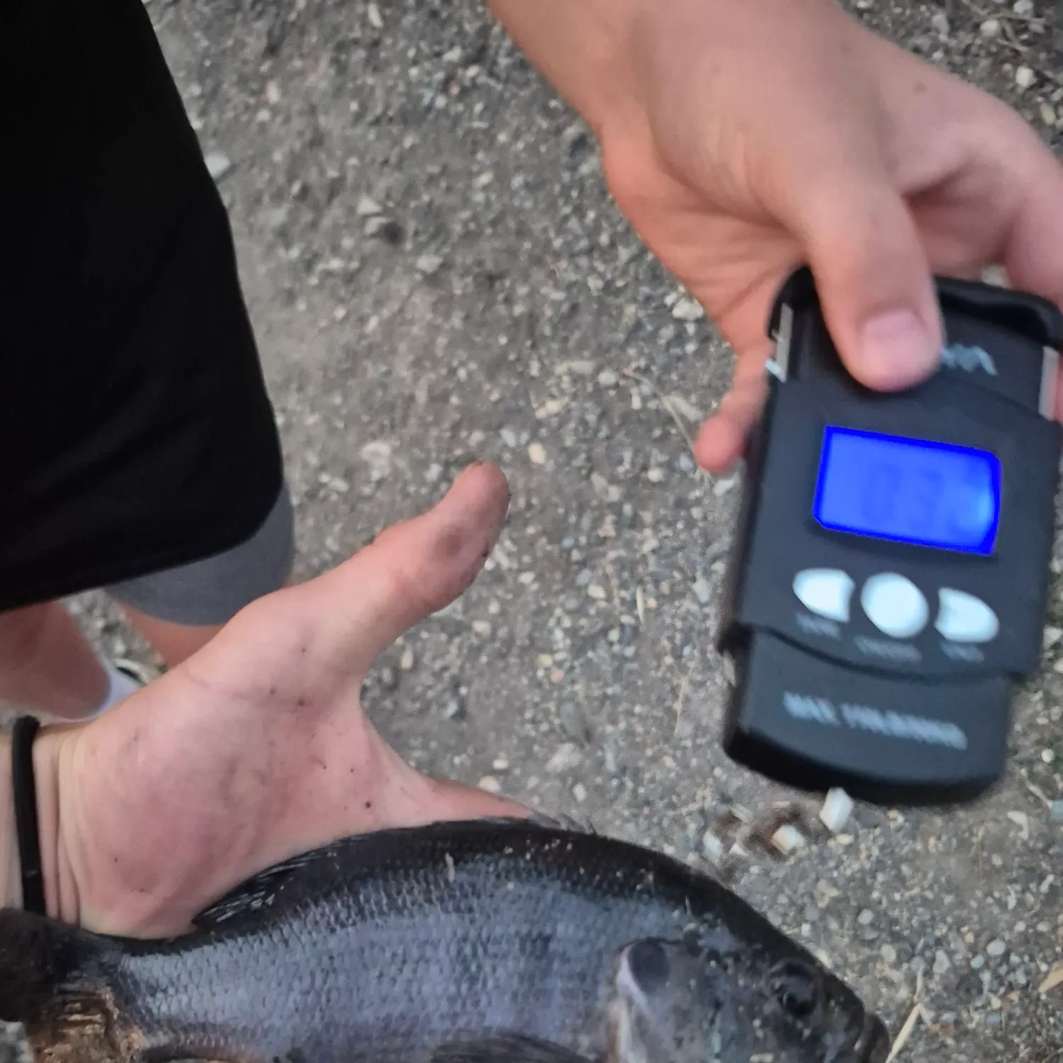 Green sunfish caught on Fishbrain