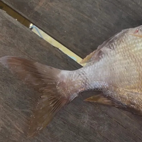 The most recent Jolthead porgy catches on Fishbrain