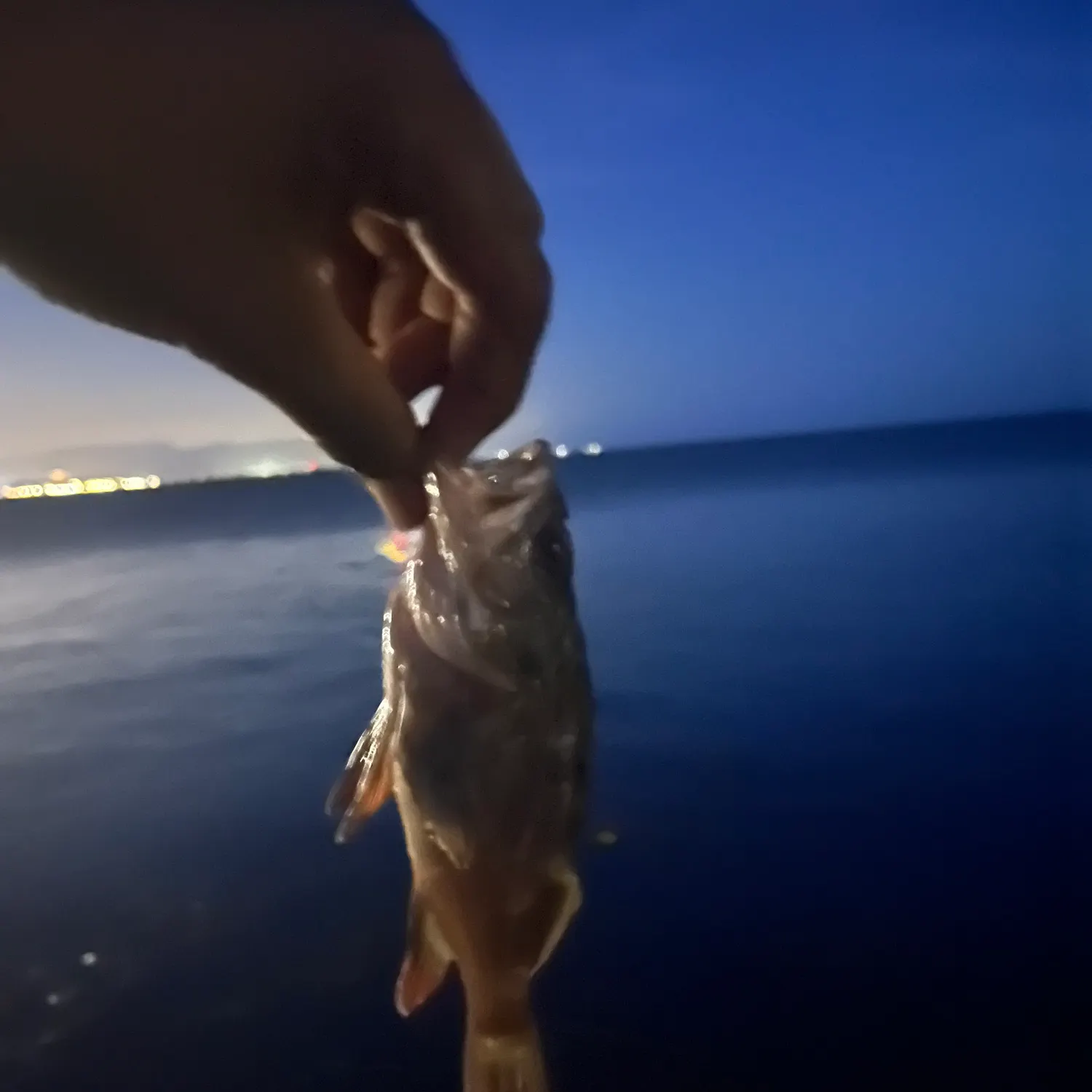 The most recent Brown rockfish catches on Fishbrain
