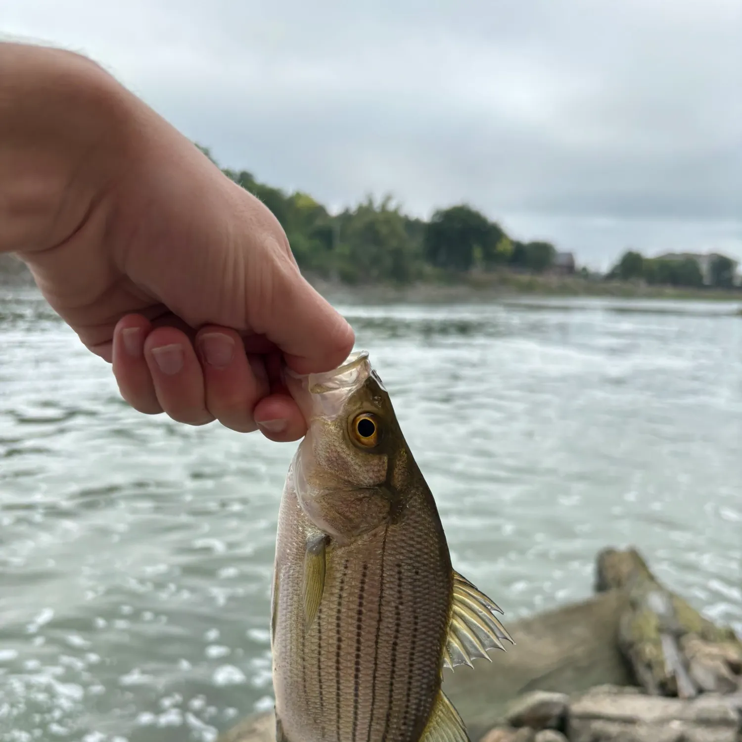 White bass caught on Fishbrain