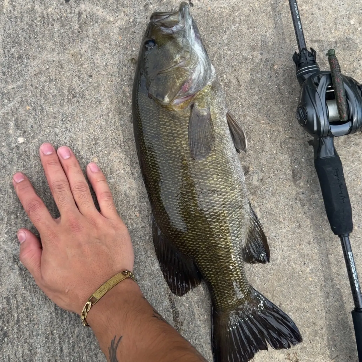 Smallmouth bass caught on Fishbrain
