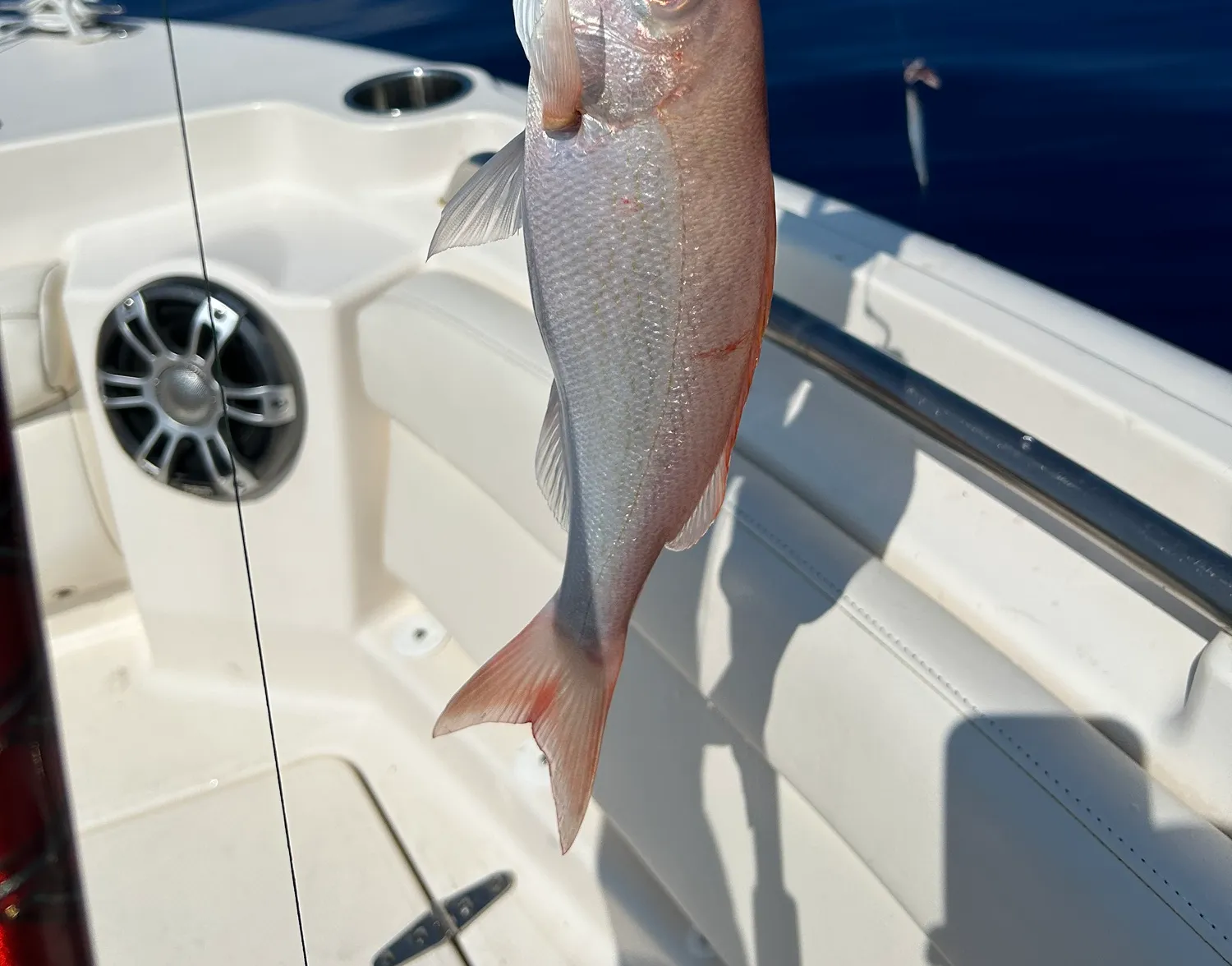 Vermilion snapper