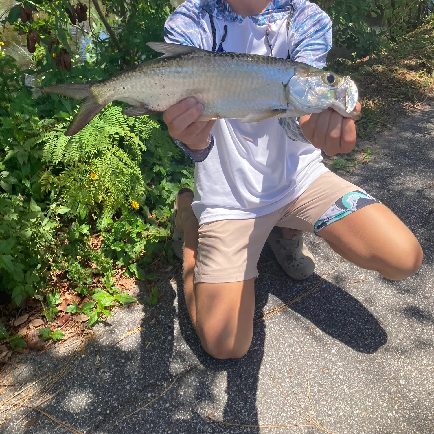The most recent Tarpon catches on Fishbrain