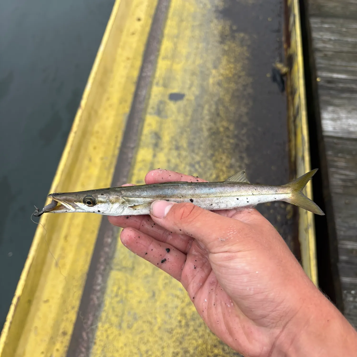 The most recent Northern sennet catches on Fishbrain