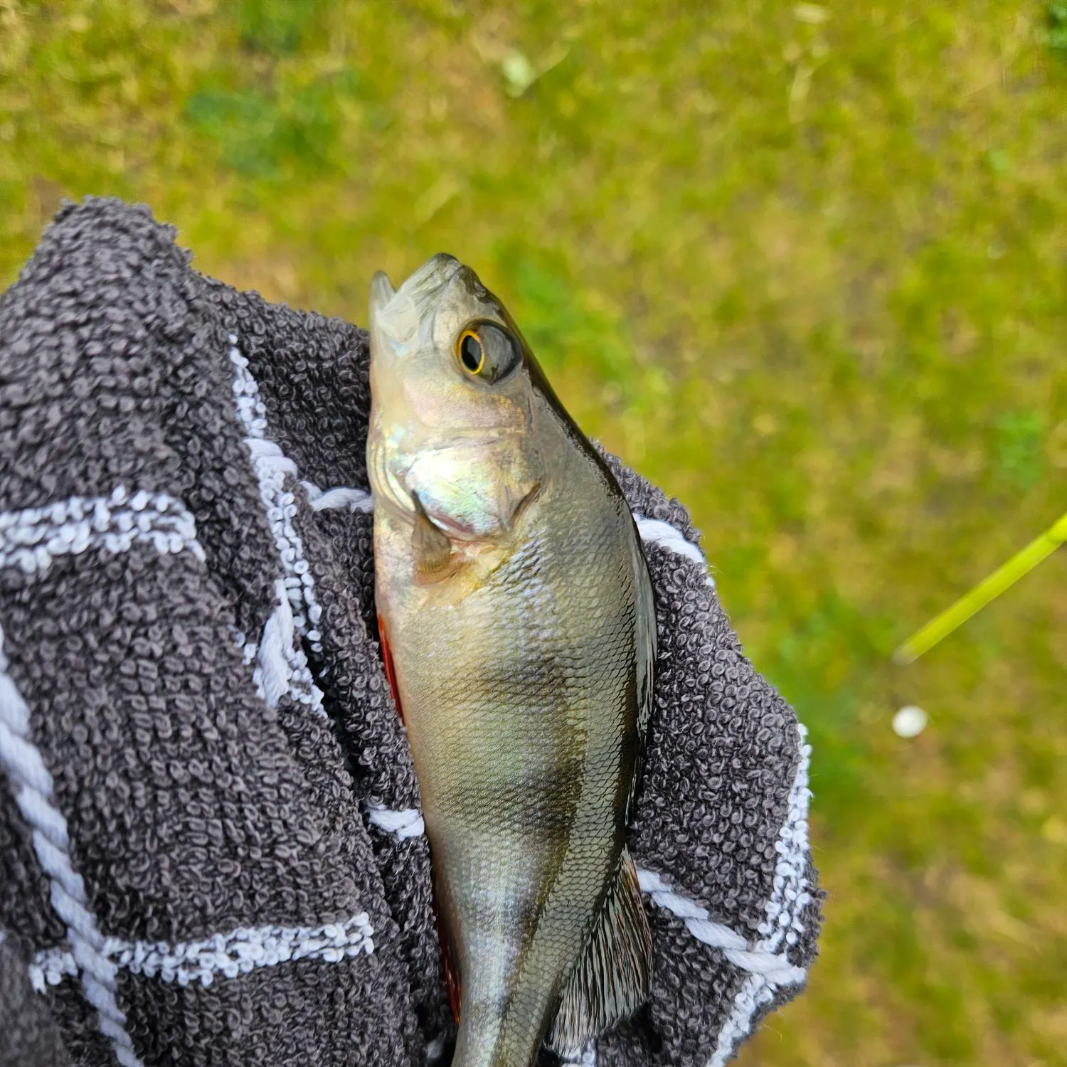 European perch caught on Fishbrain