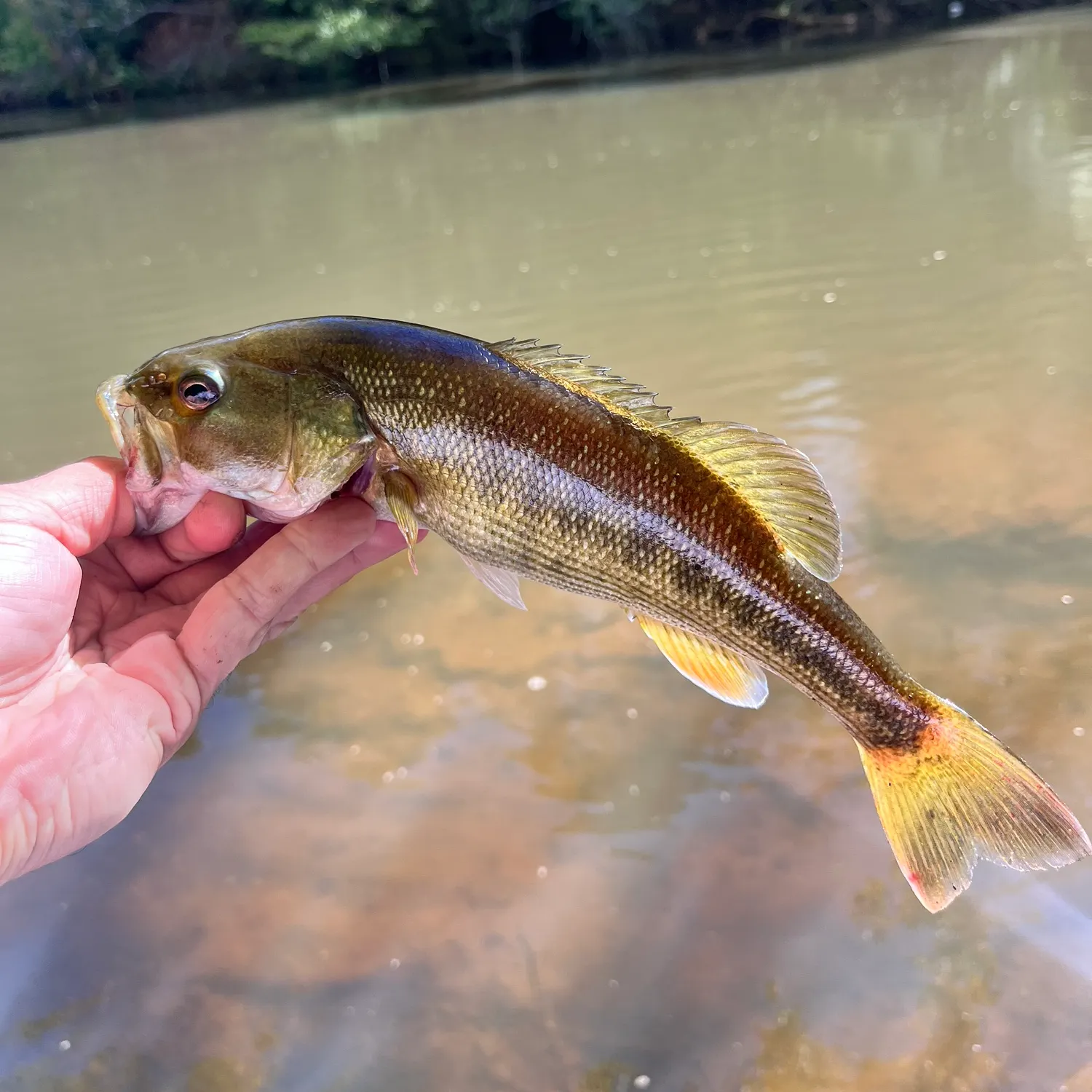 Redeye bass caught on Fishbrain