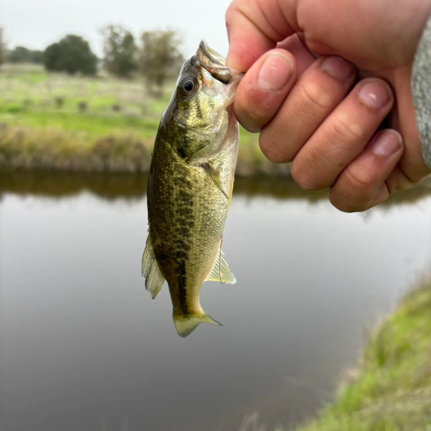 The most recent Largemouth bass catches on Fishbrain