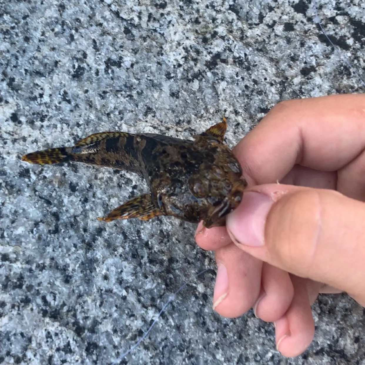 The most recent Great sculpin catches on Fishbrain