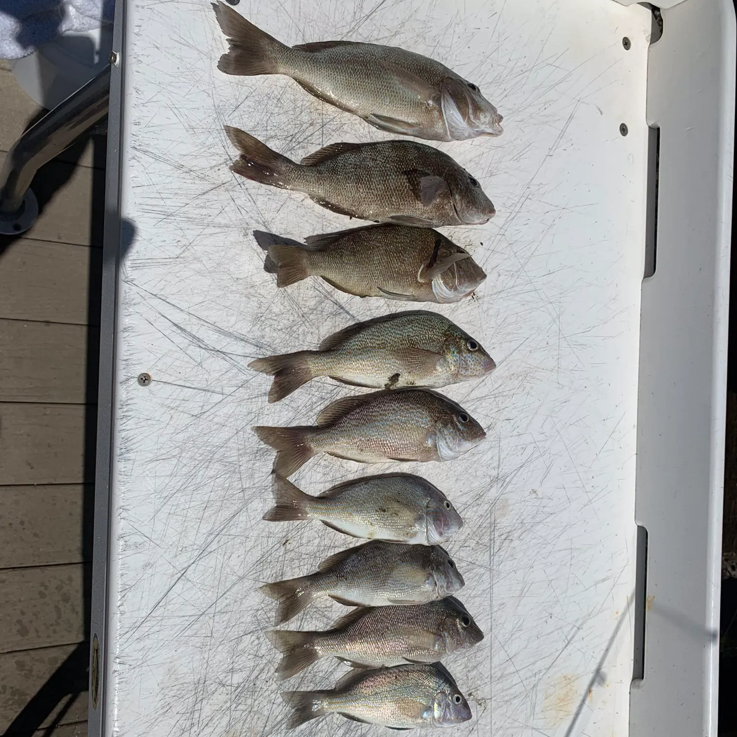 recently logged catches