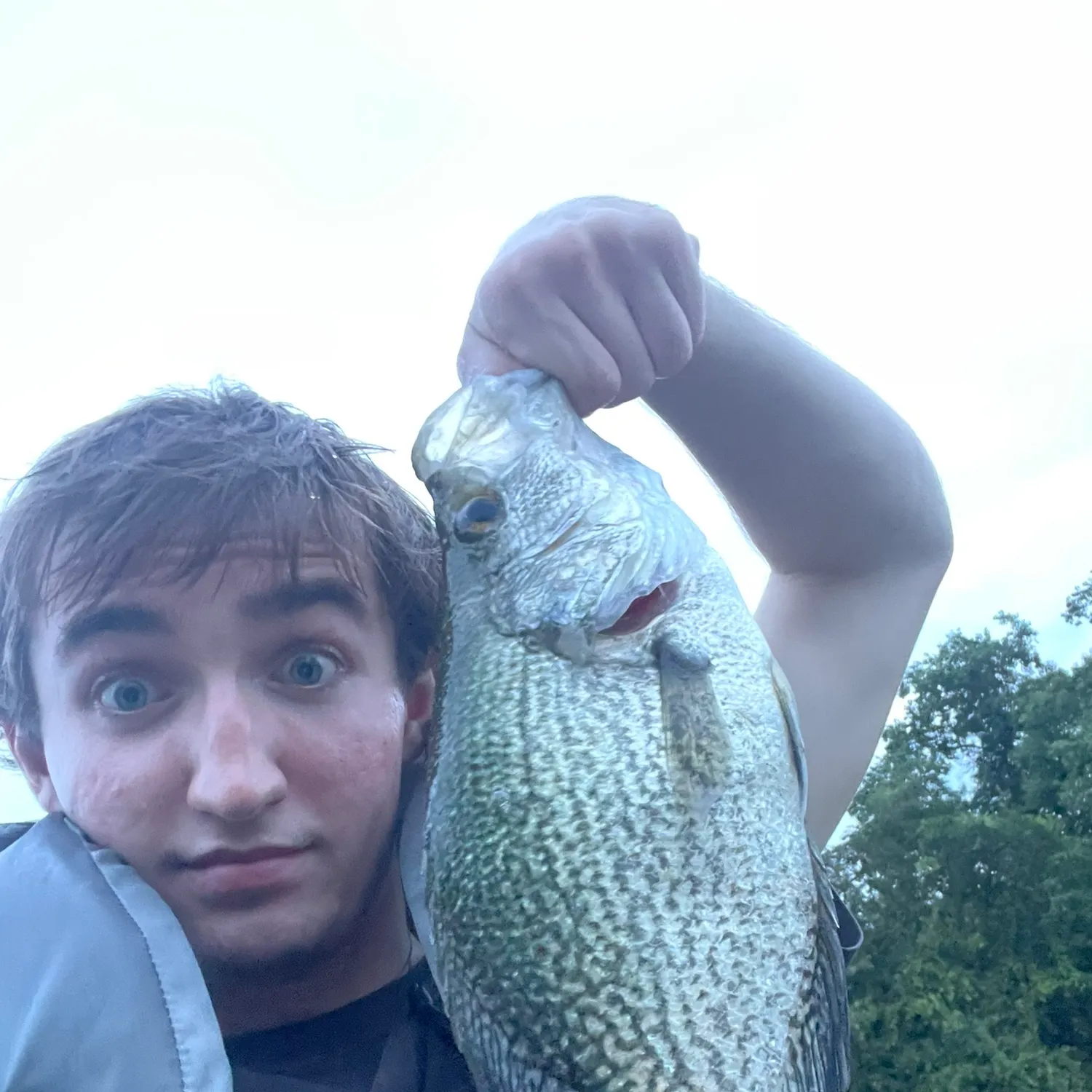 Black crappie caught on Fishbrain