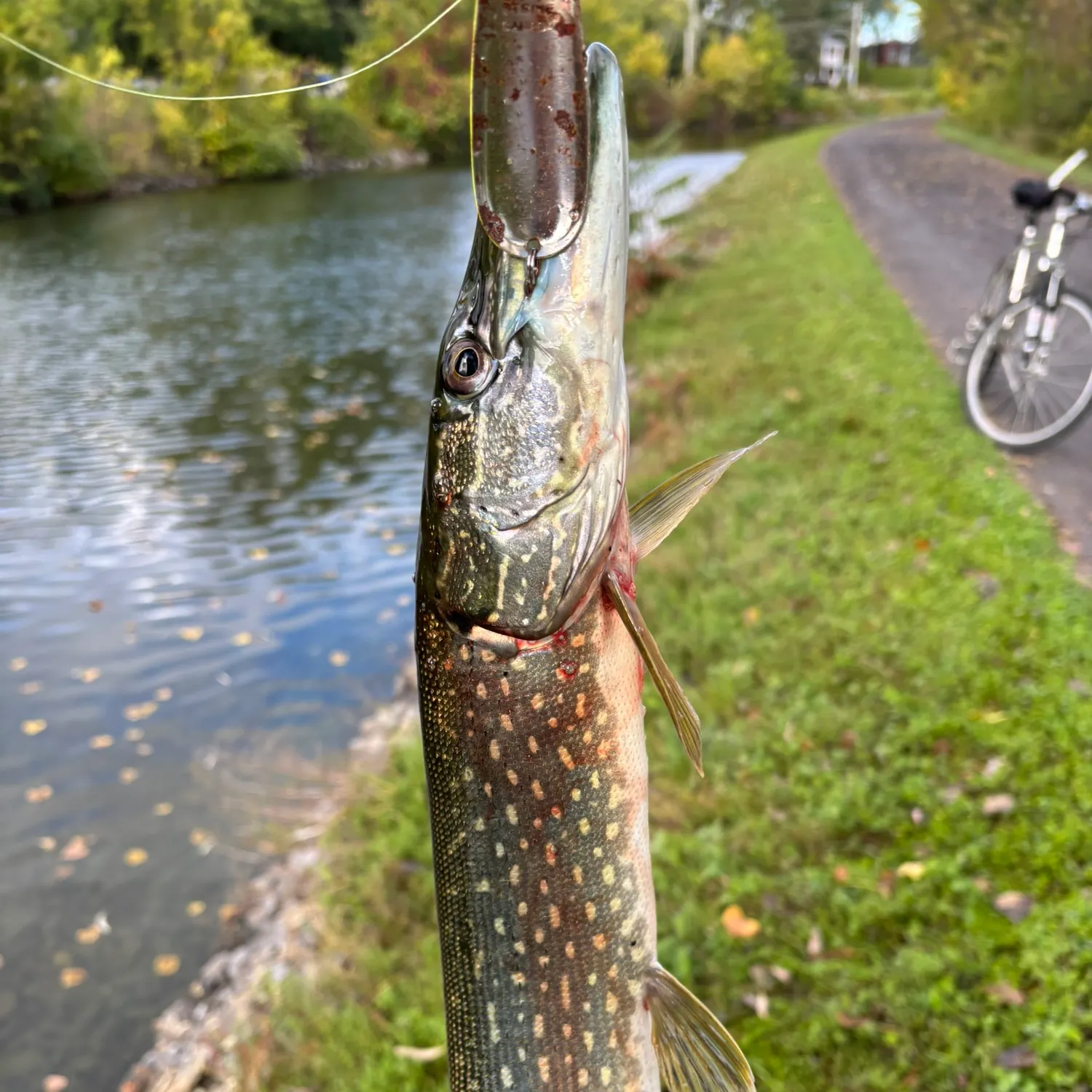 Northern pike caught on Fishbrain