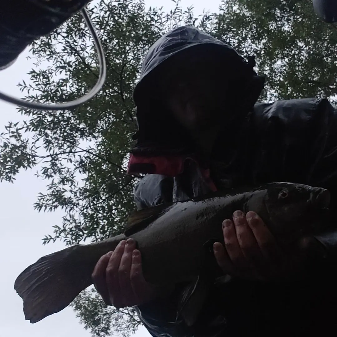 The most recent Tench catches on Fishbrain