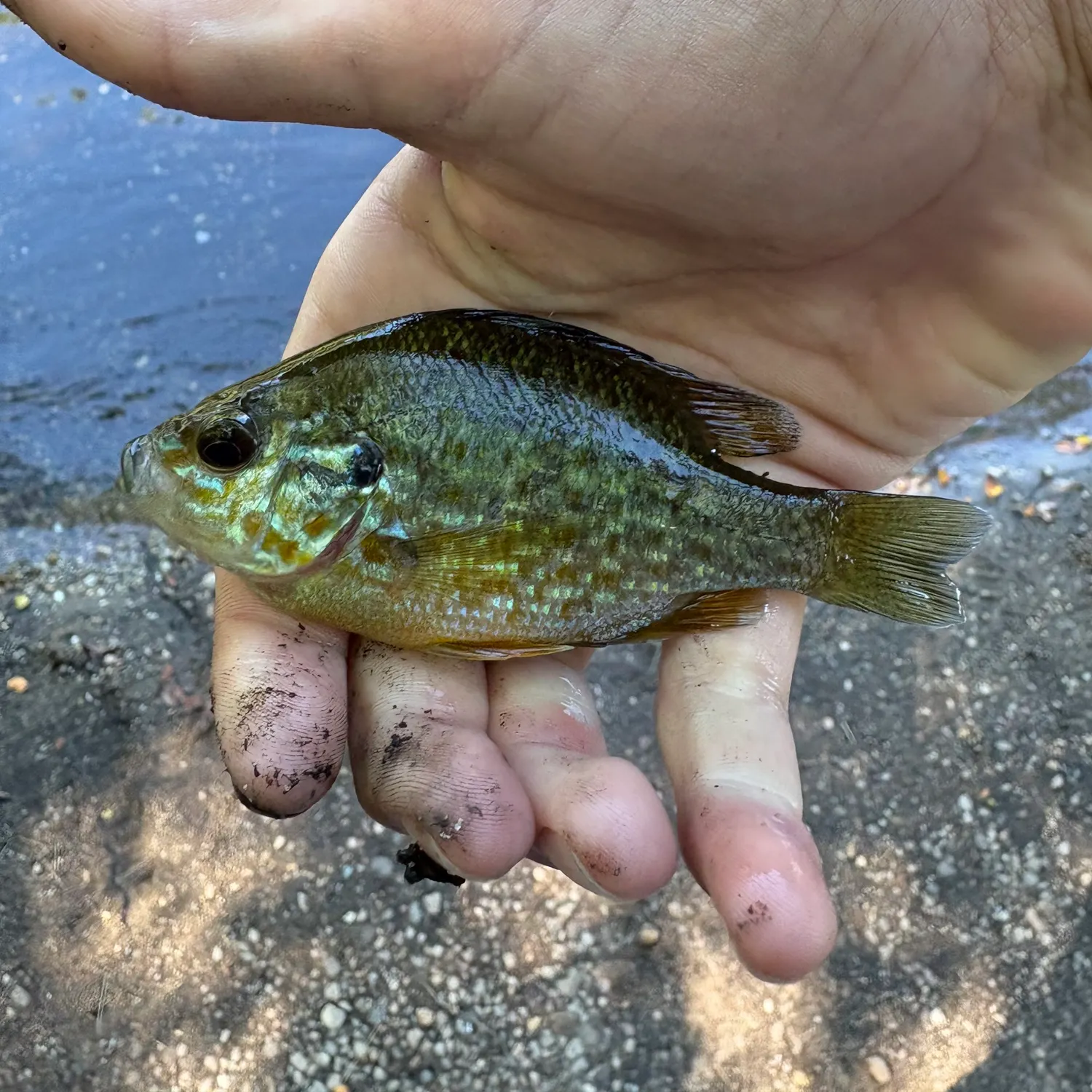 Pumpkinseed caught on Fishbrain