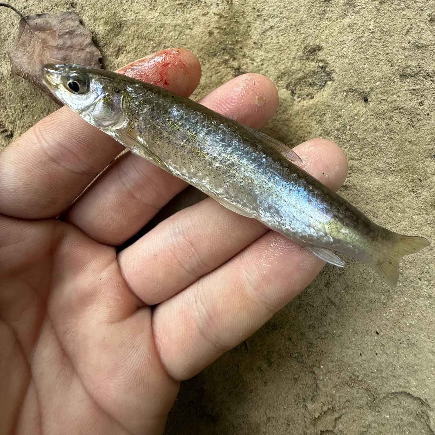 The most recent Mississippi silvery minnow catches on Fishbrain