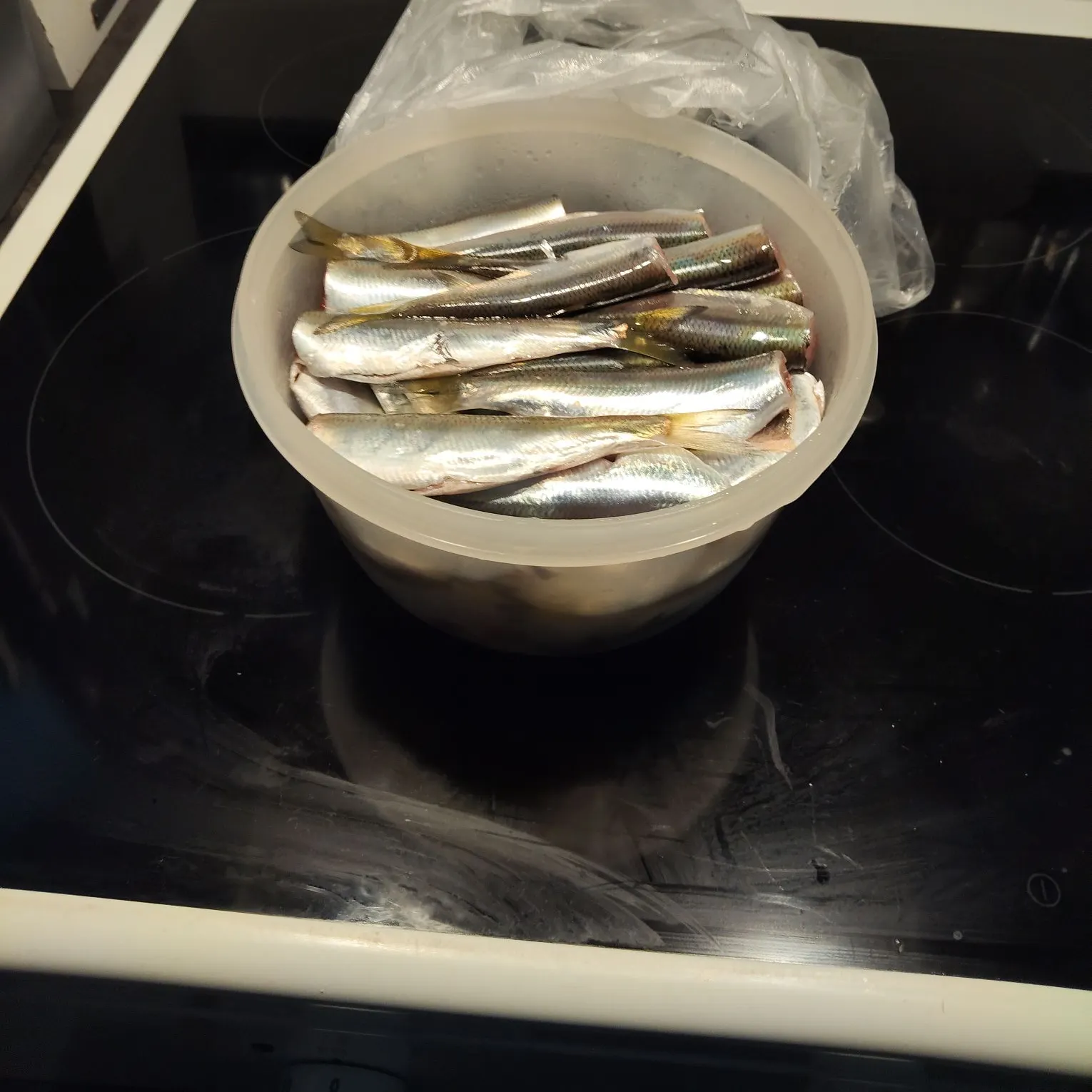 Atlantic herring caught on Fishbrain