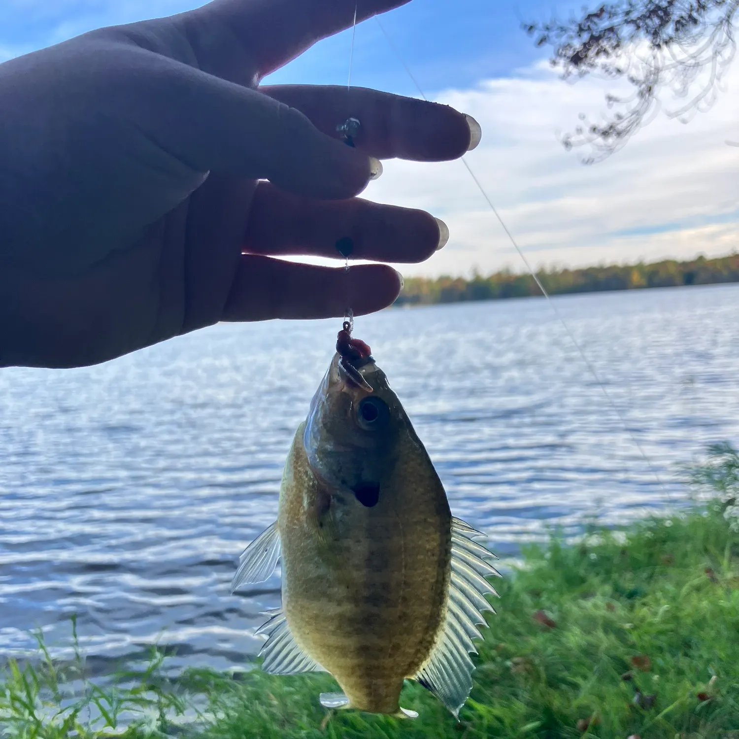 Bluegill caught on Fishbrain