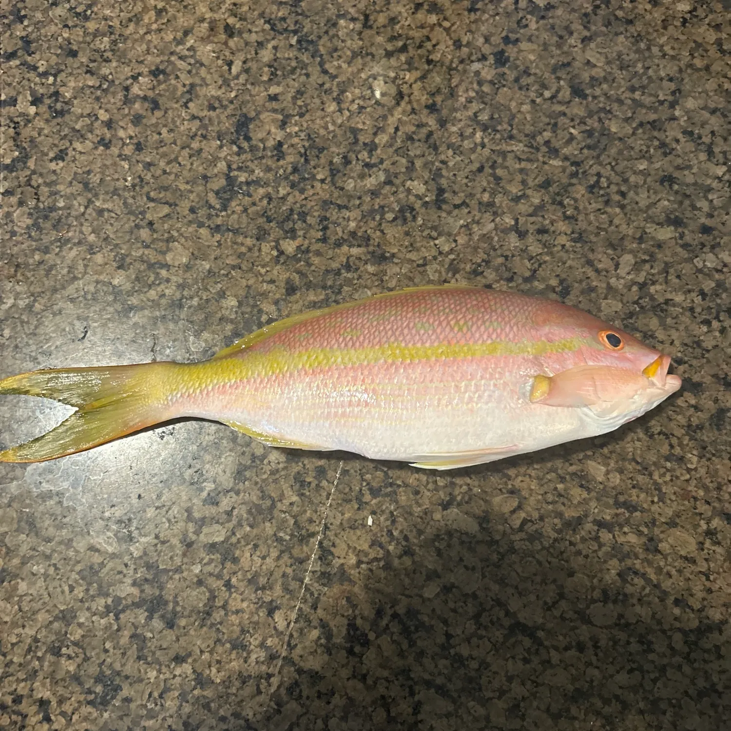 The most recent Yellowtail snapper catches on Fishbrain