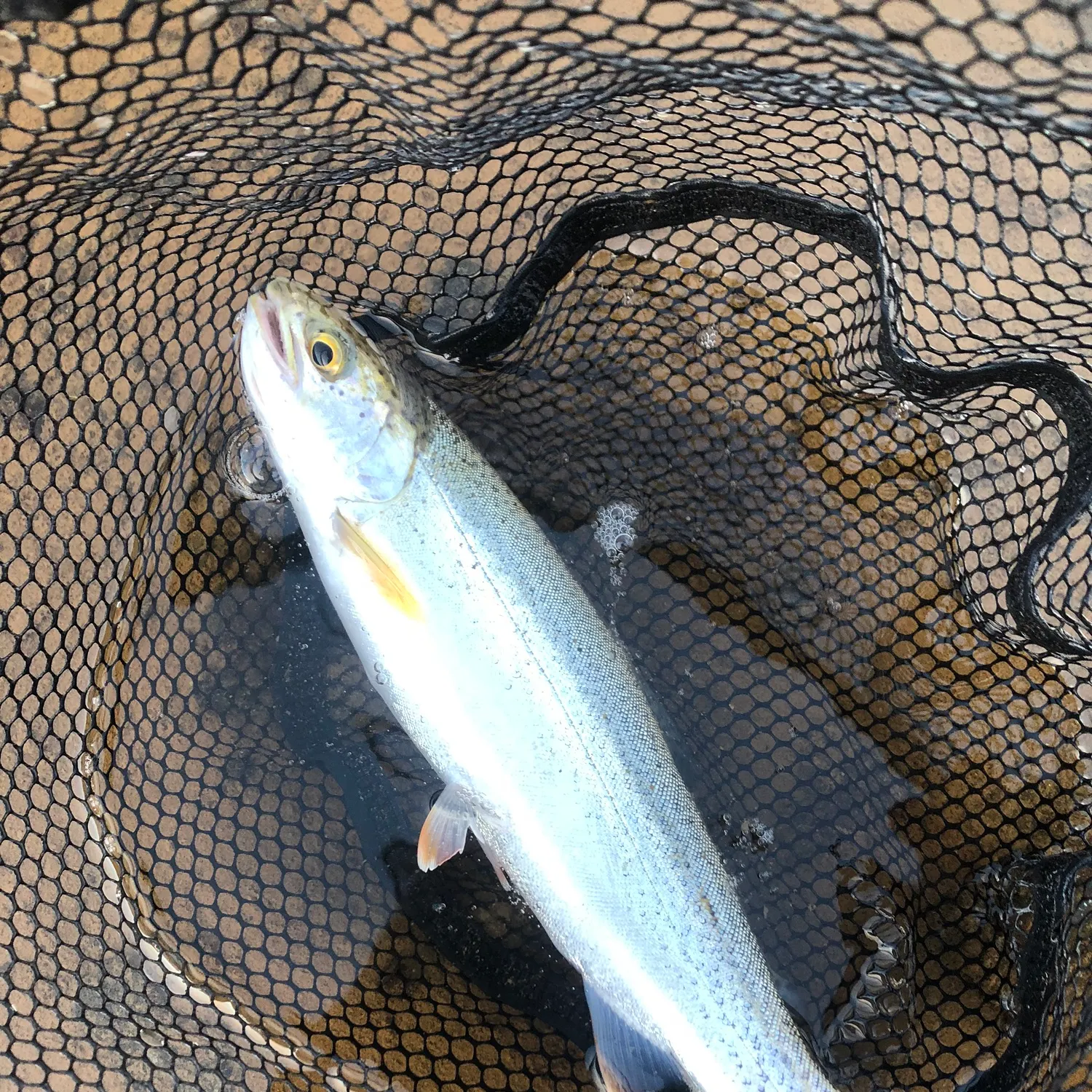 Rainbow trout caught on Fishbrain