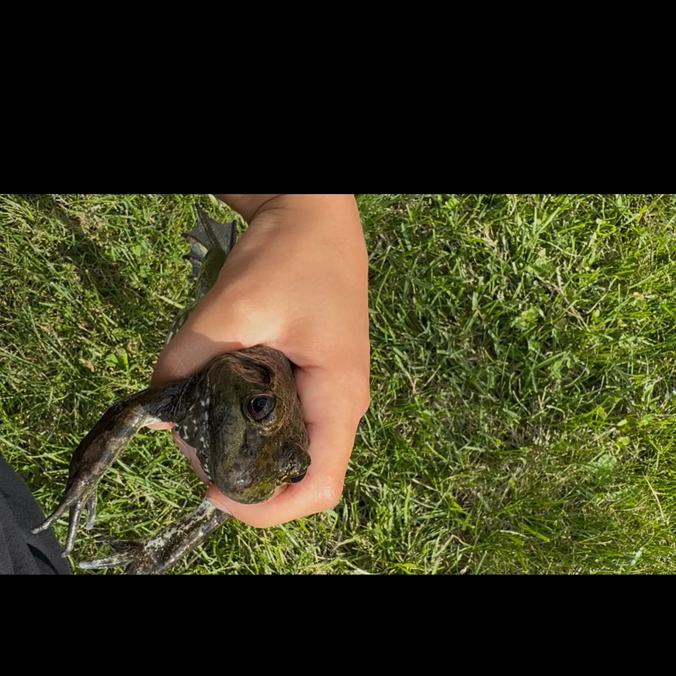 The most recent Bulldog catches on Fishbrain