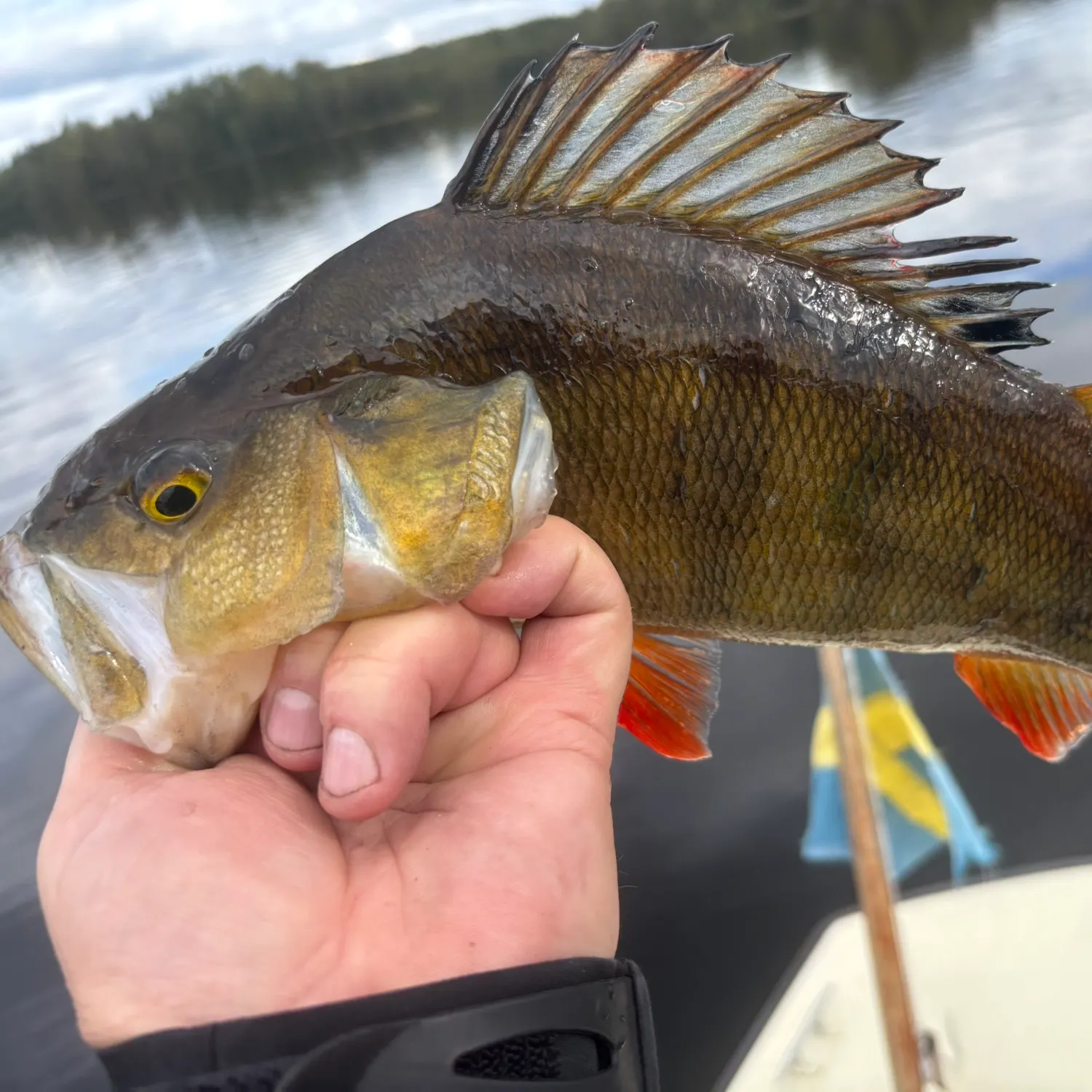 European perch caught on Fishbrain