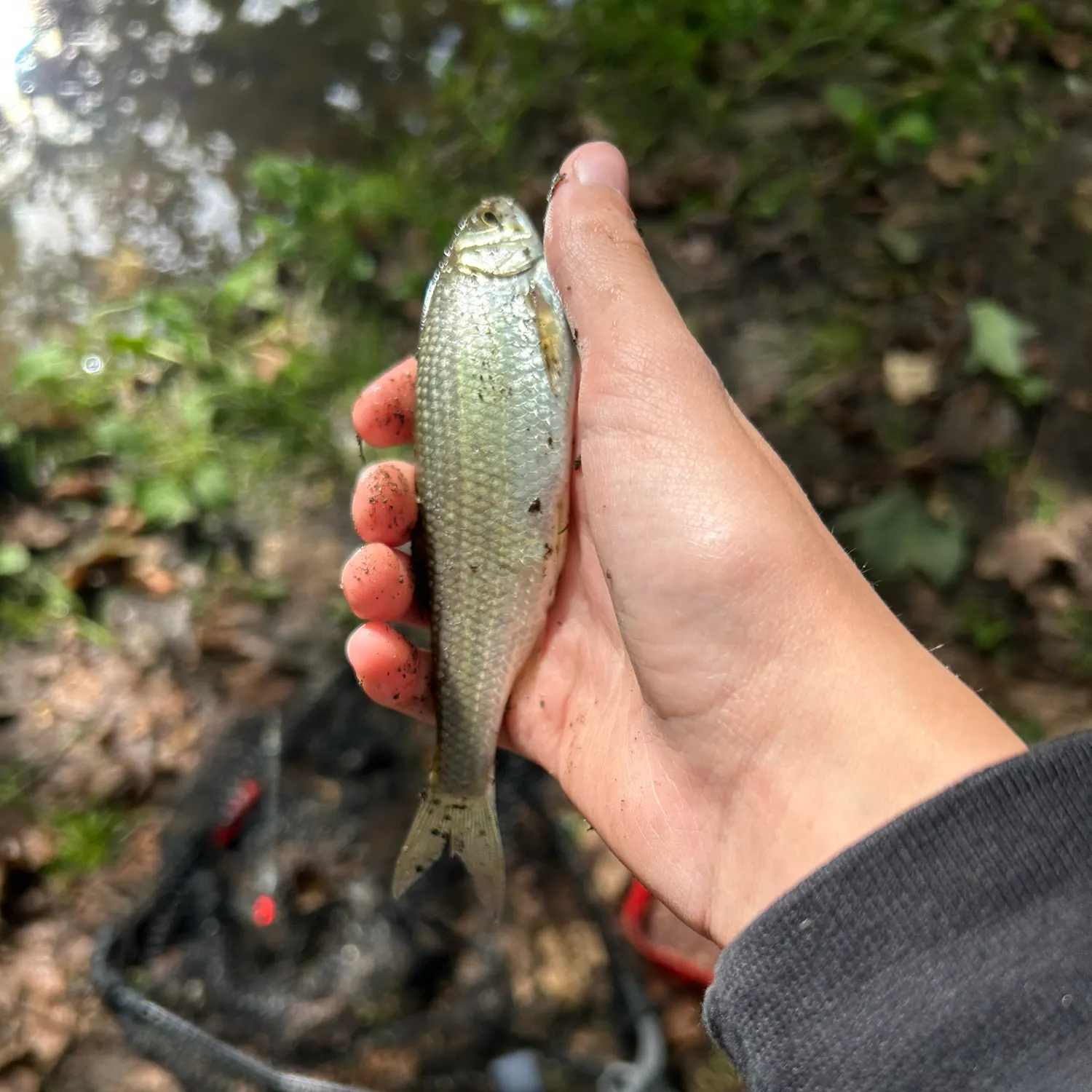 Common roach caught on Fishbrain