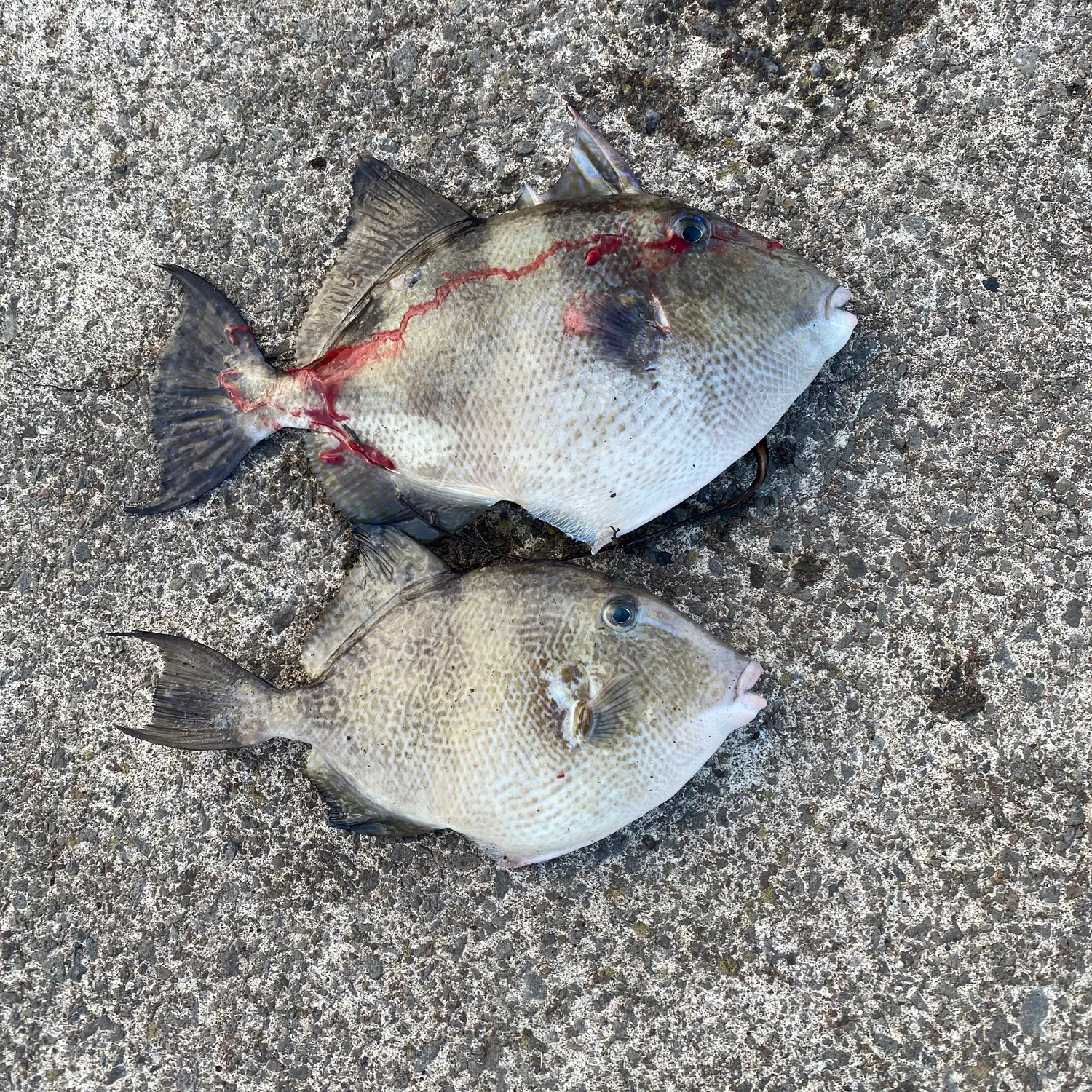 Grey triggerfish caught on Fishbrain