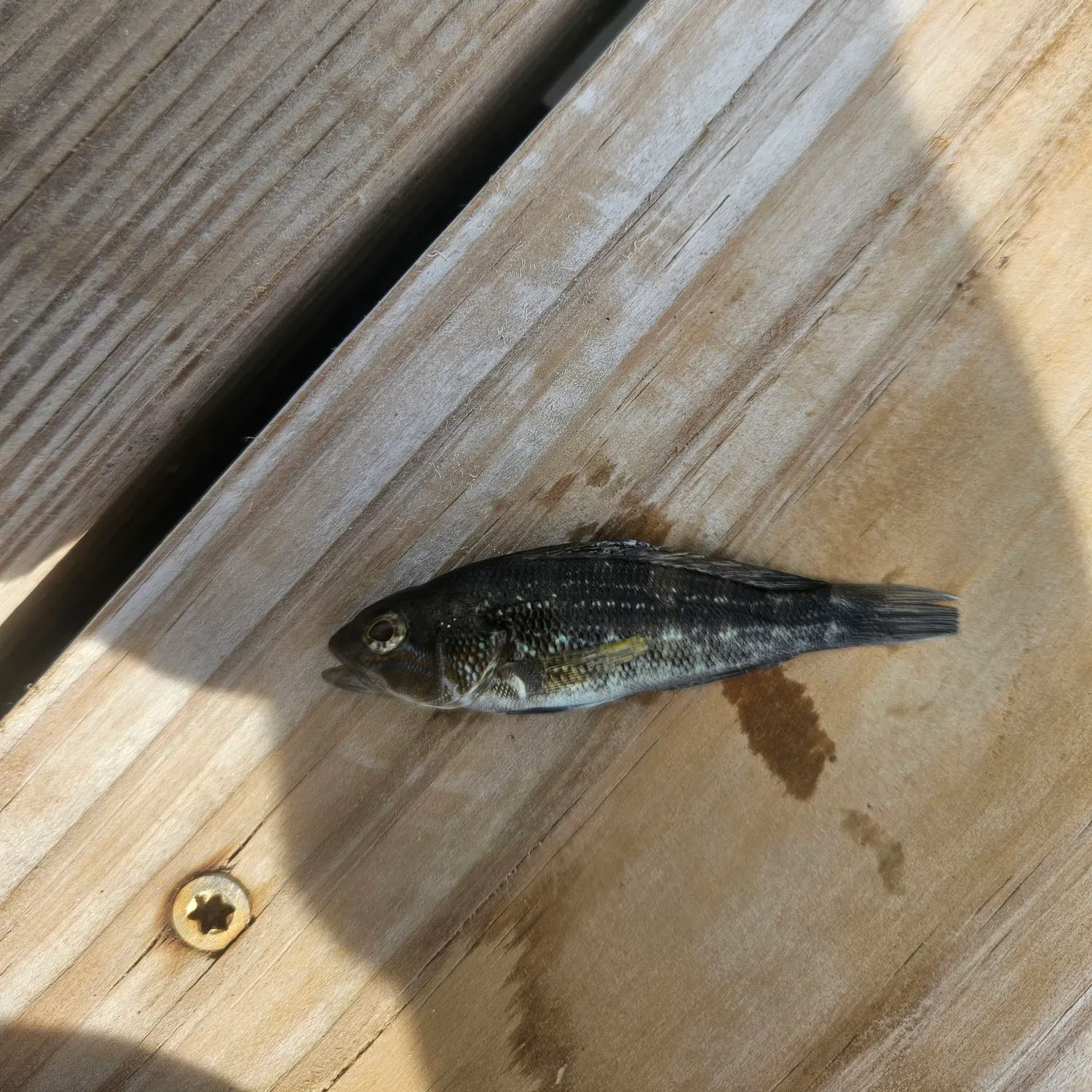 Black sea bass caught on Fishbrain