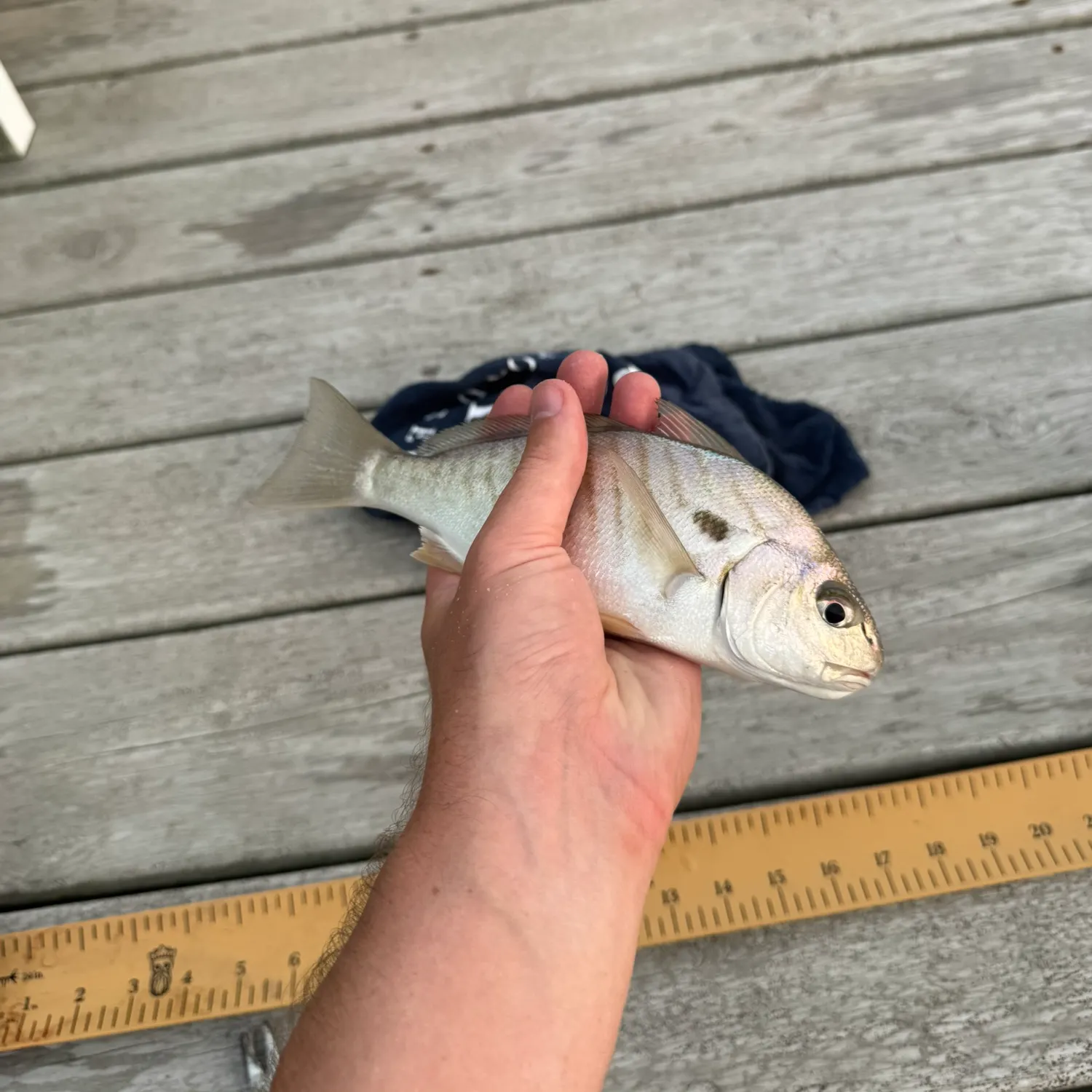 Spot croaker caught on Fishbrain