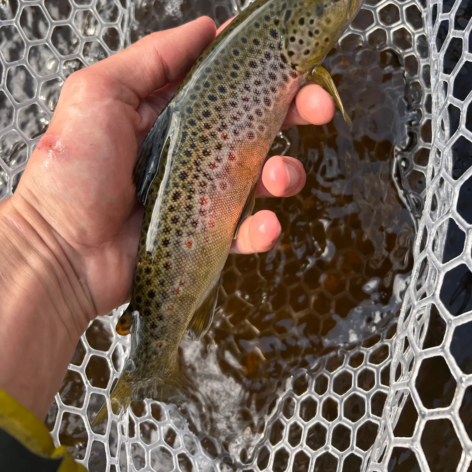 Brown trout caught on Fishbrain