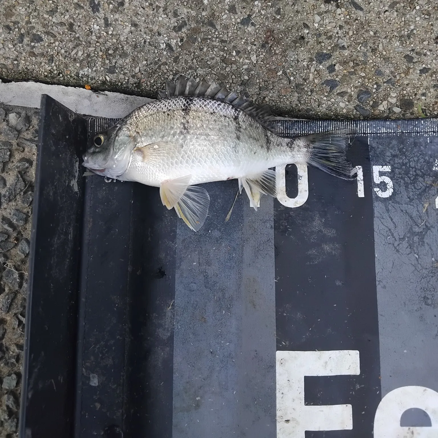 The most recent Barred grunt catches on Fishbrain