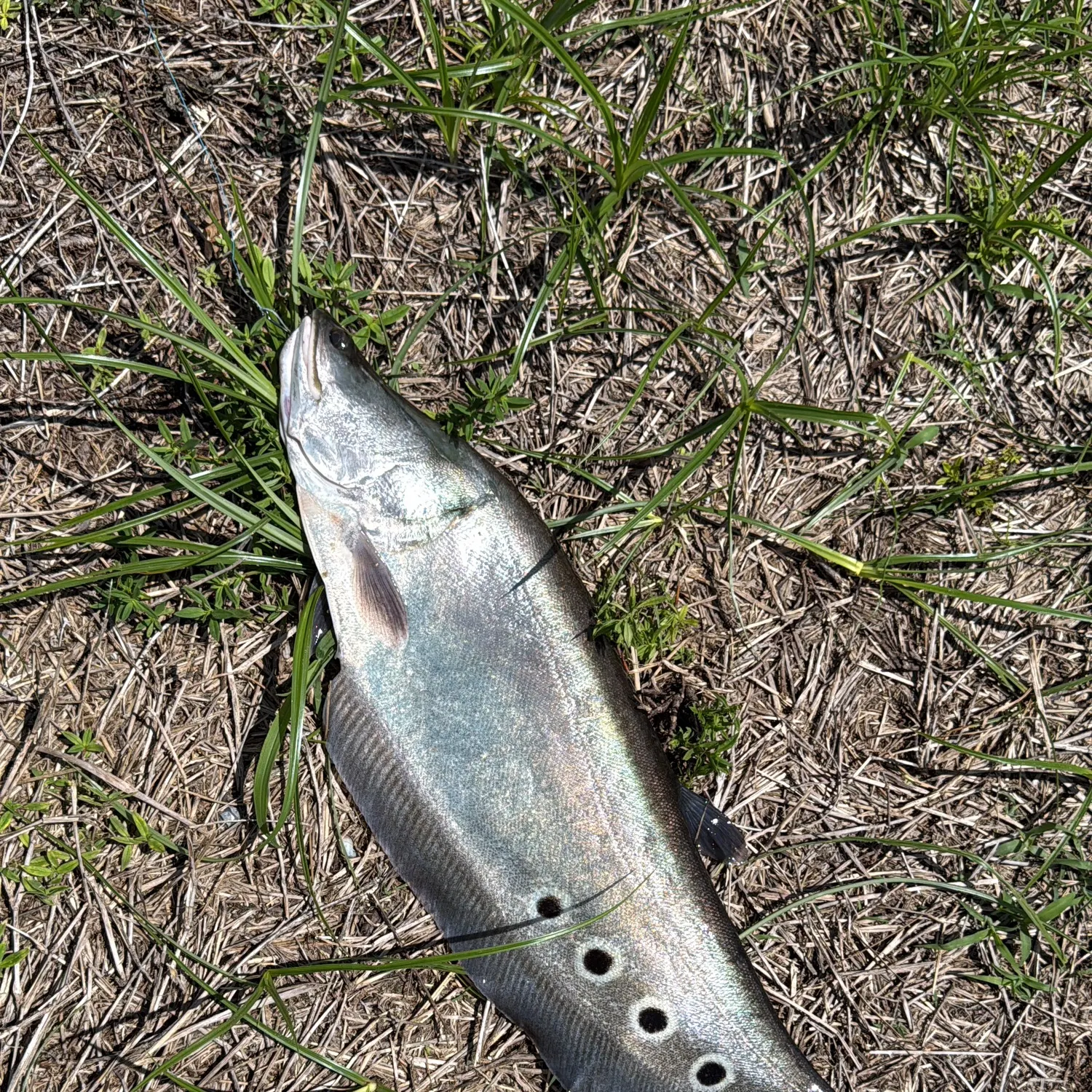 The most recent Clown knifefish catches on Fishbrain