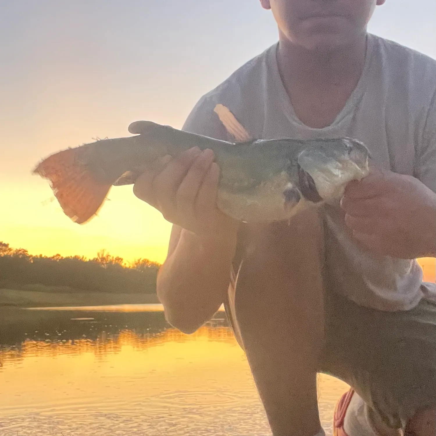 Channel catfish caught on Fishbrain