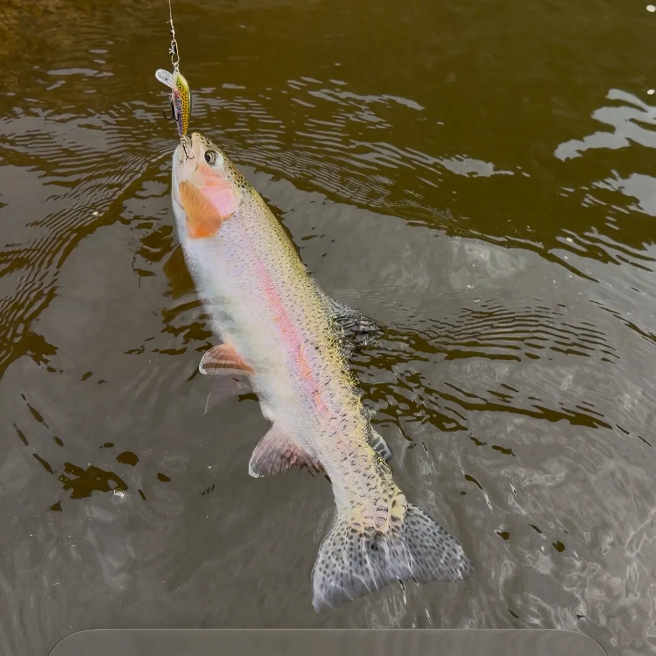 Rainbow trout caught on Fishbrain