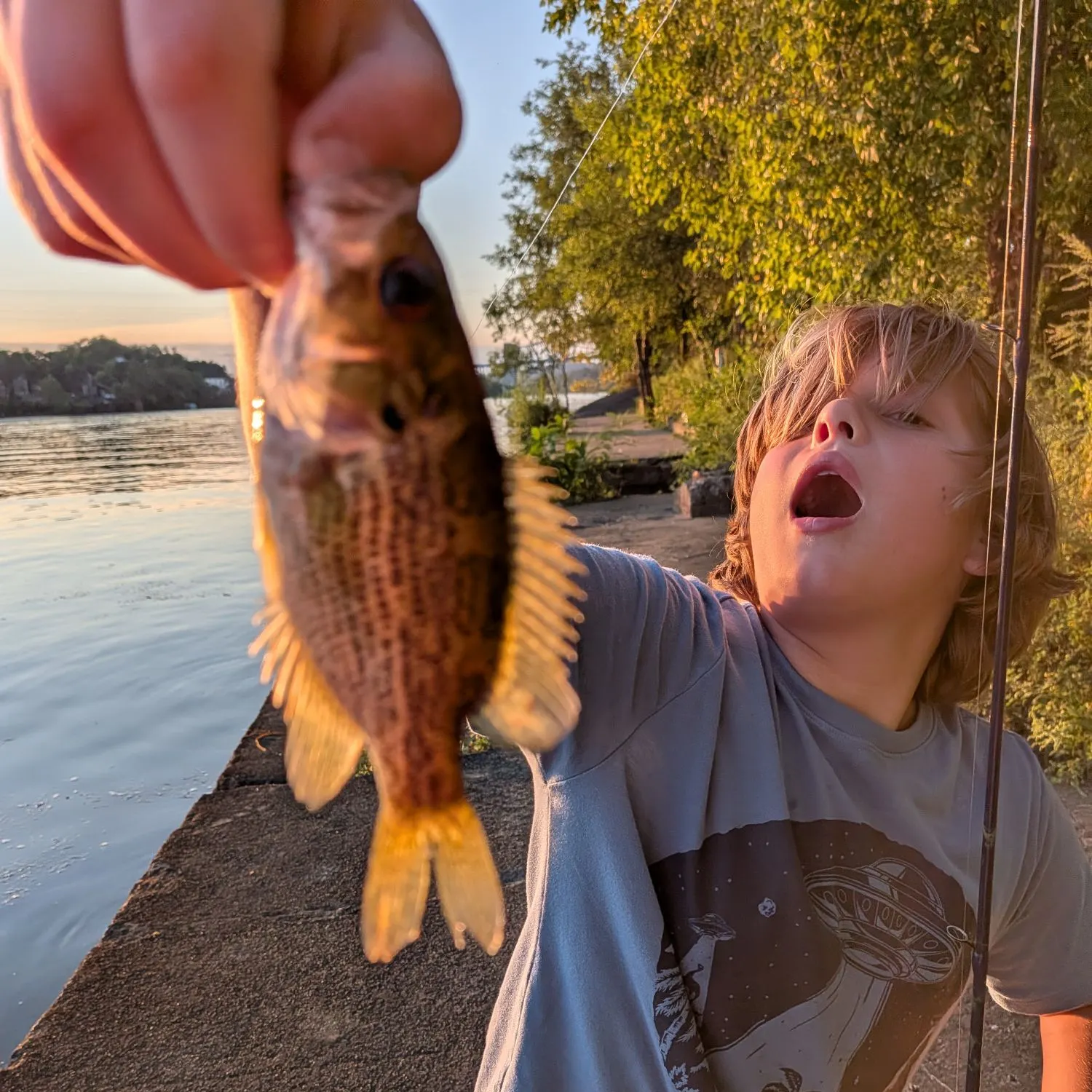 Rock bass caught on Fishbrain