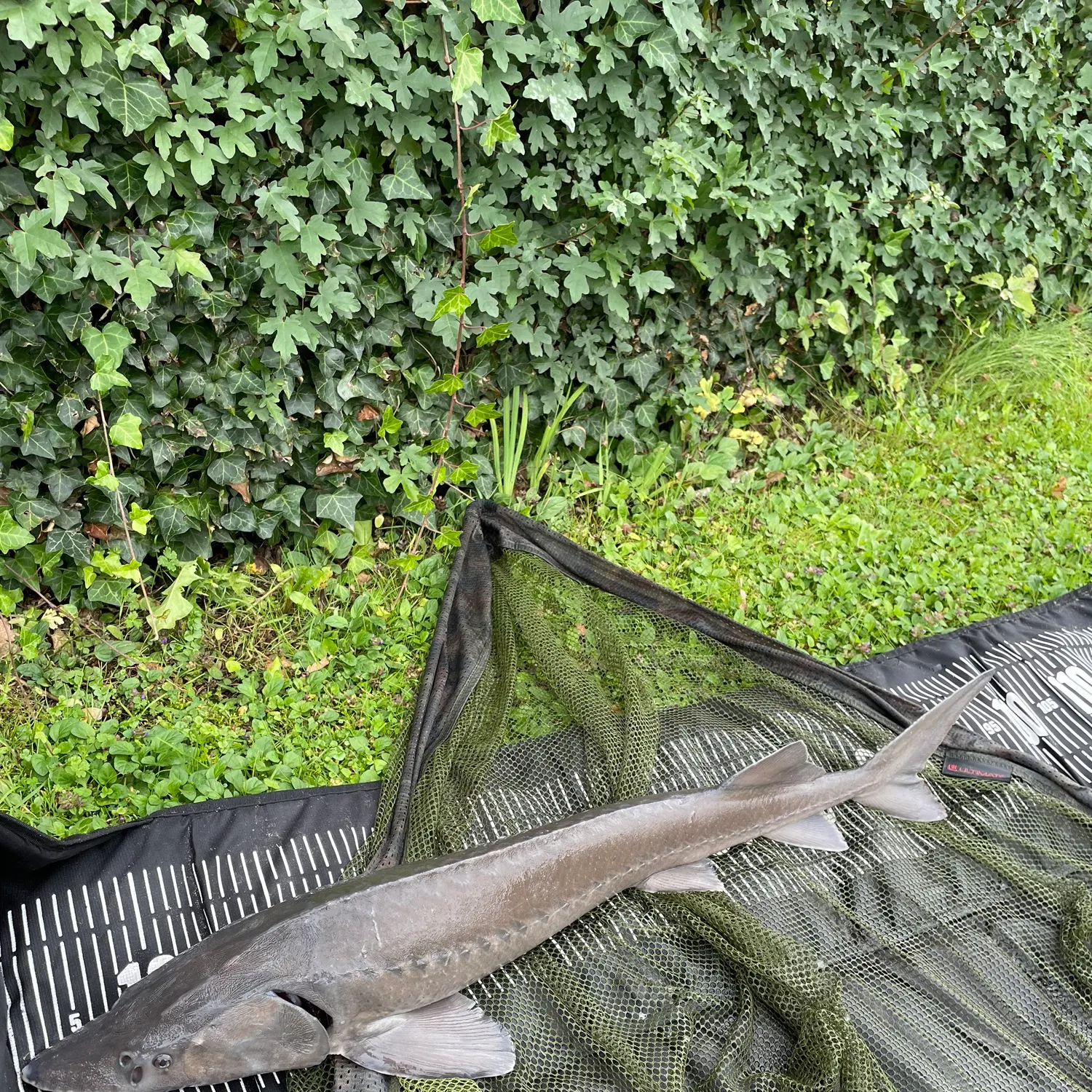 Siberian sturgeon caught on Fishbrain