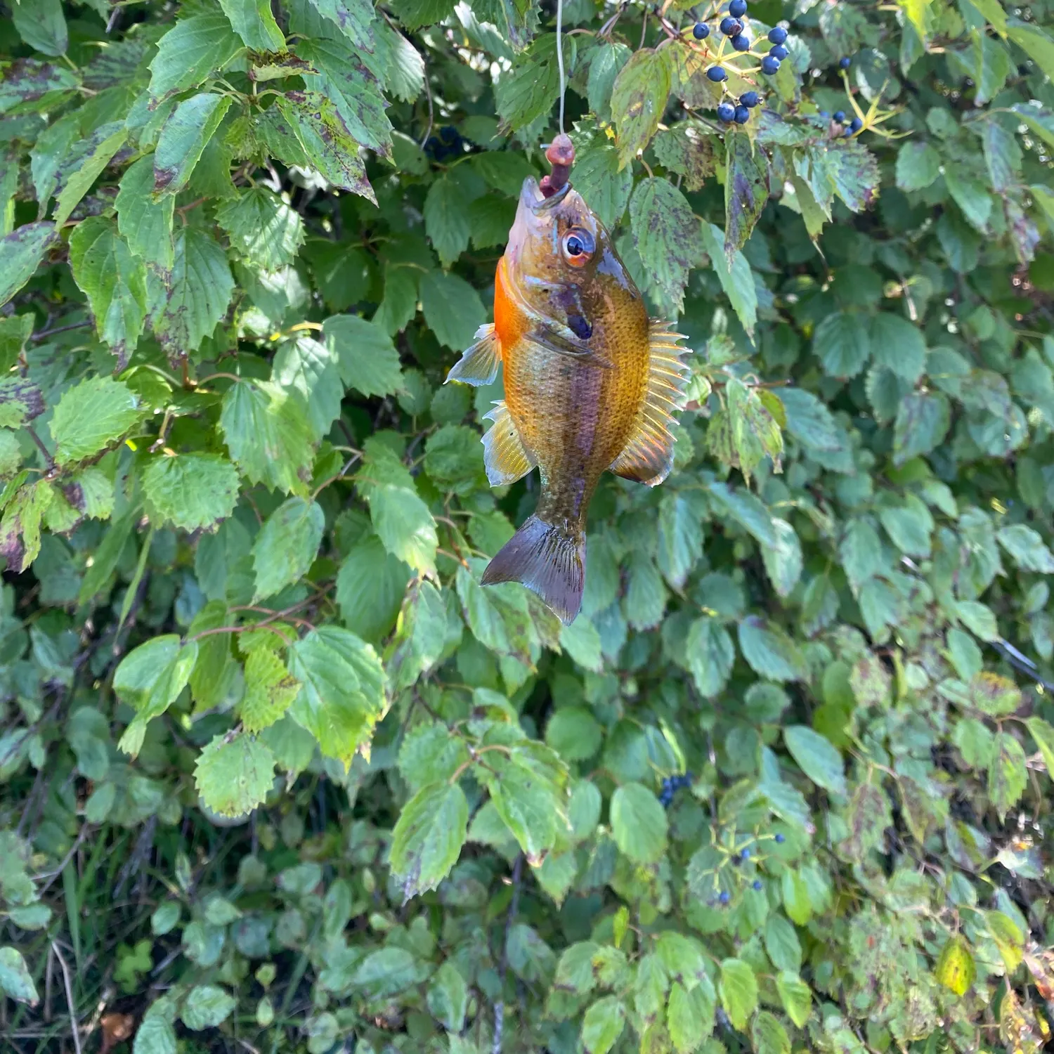 Redbreast sunfish caught on Fishbrain