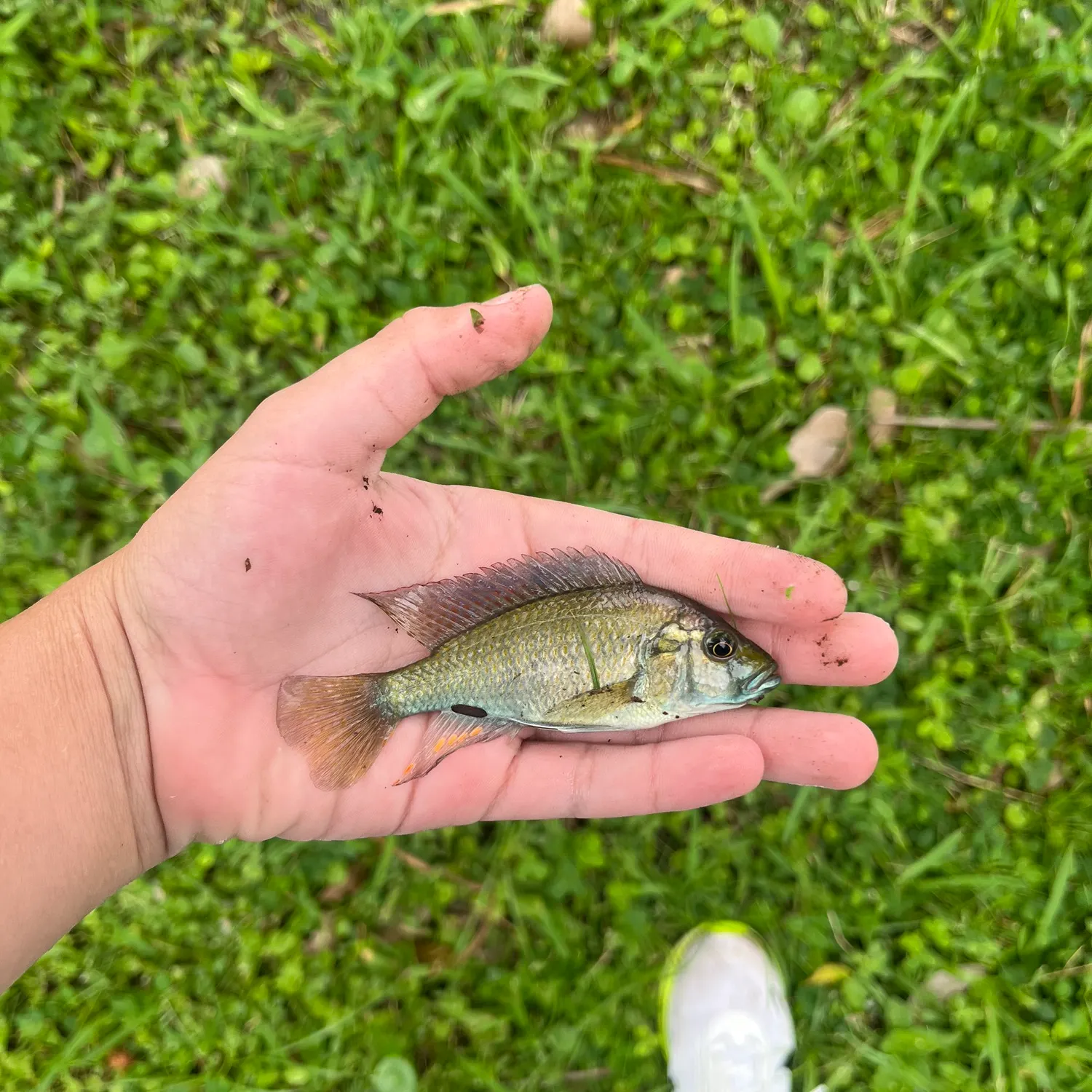 The most recent Eastern happy cichlid catches on Fishbrain