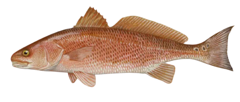 Red drum