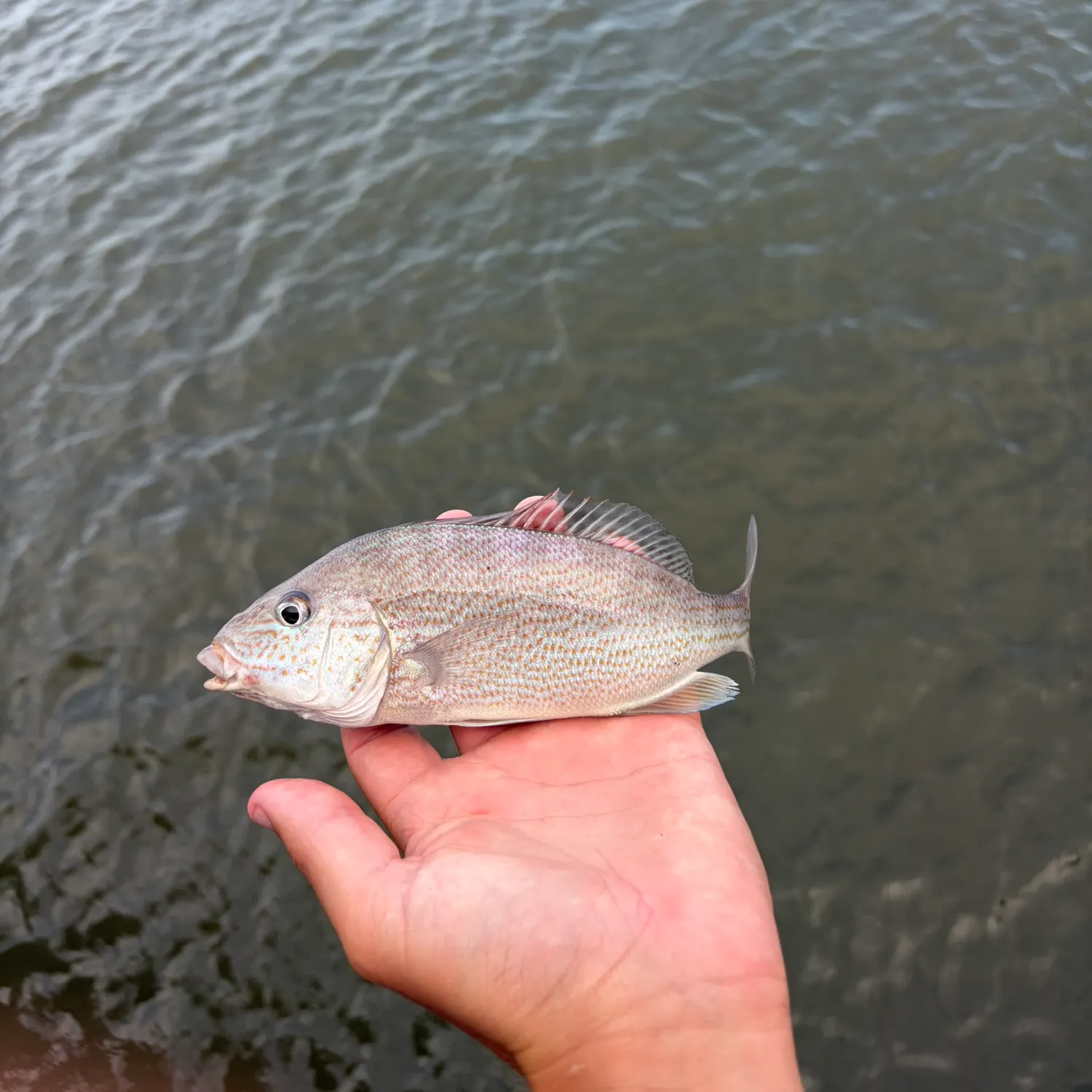 The most recent Pigfish catches on Fishbrain