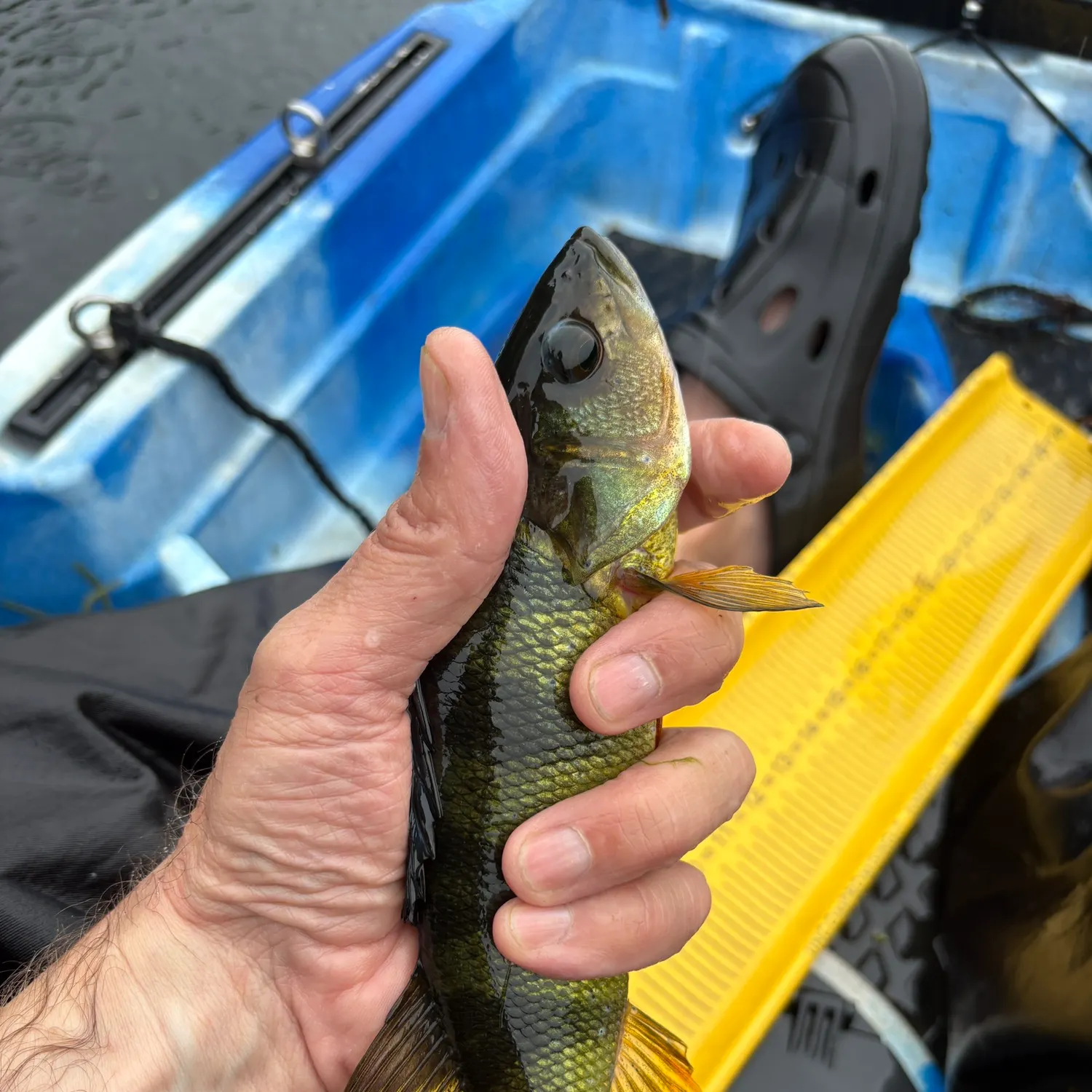 Yellow perch caught on Fishbrain