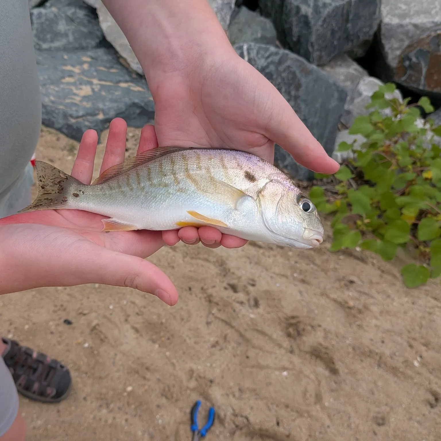 Spot croaker caught on Fishbrain