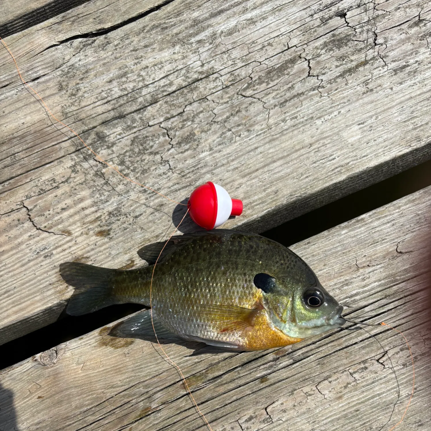 Bluegill caught on Fishbrain