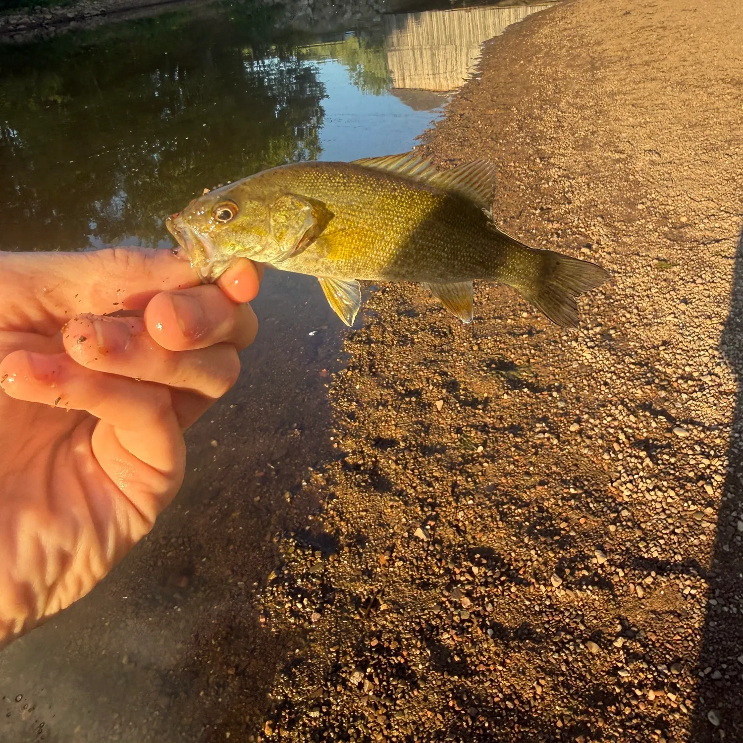 Smallmouth bass caught on Fishbrain