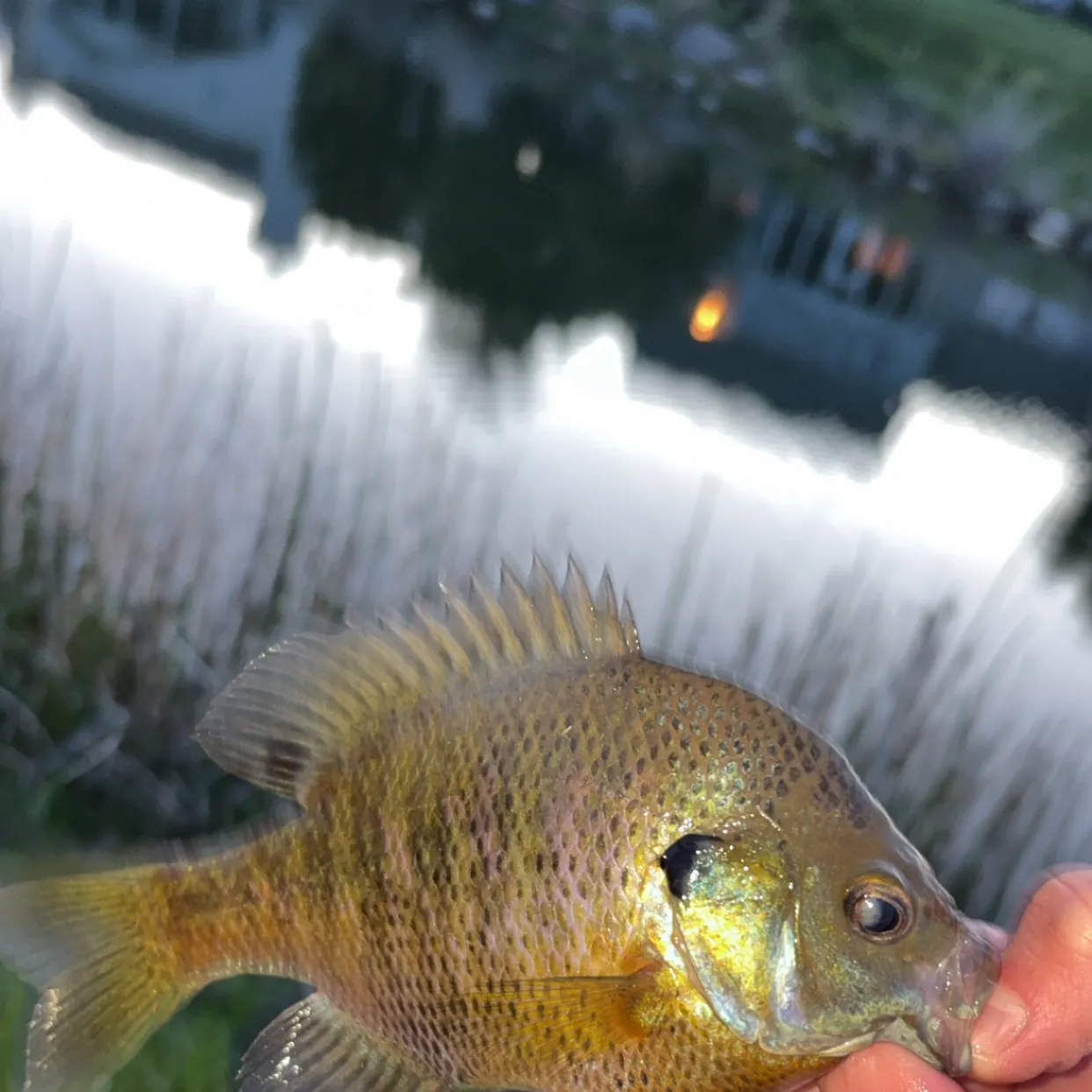 The most recent Spotted sunfish catches on Fishbrain