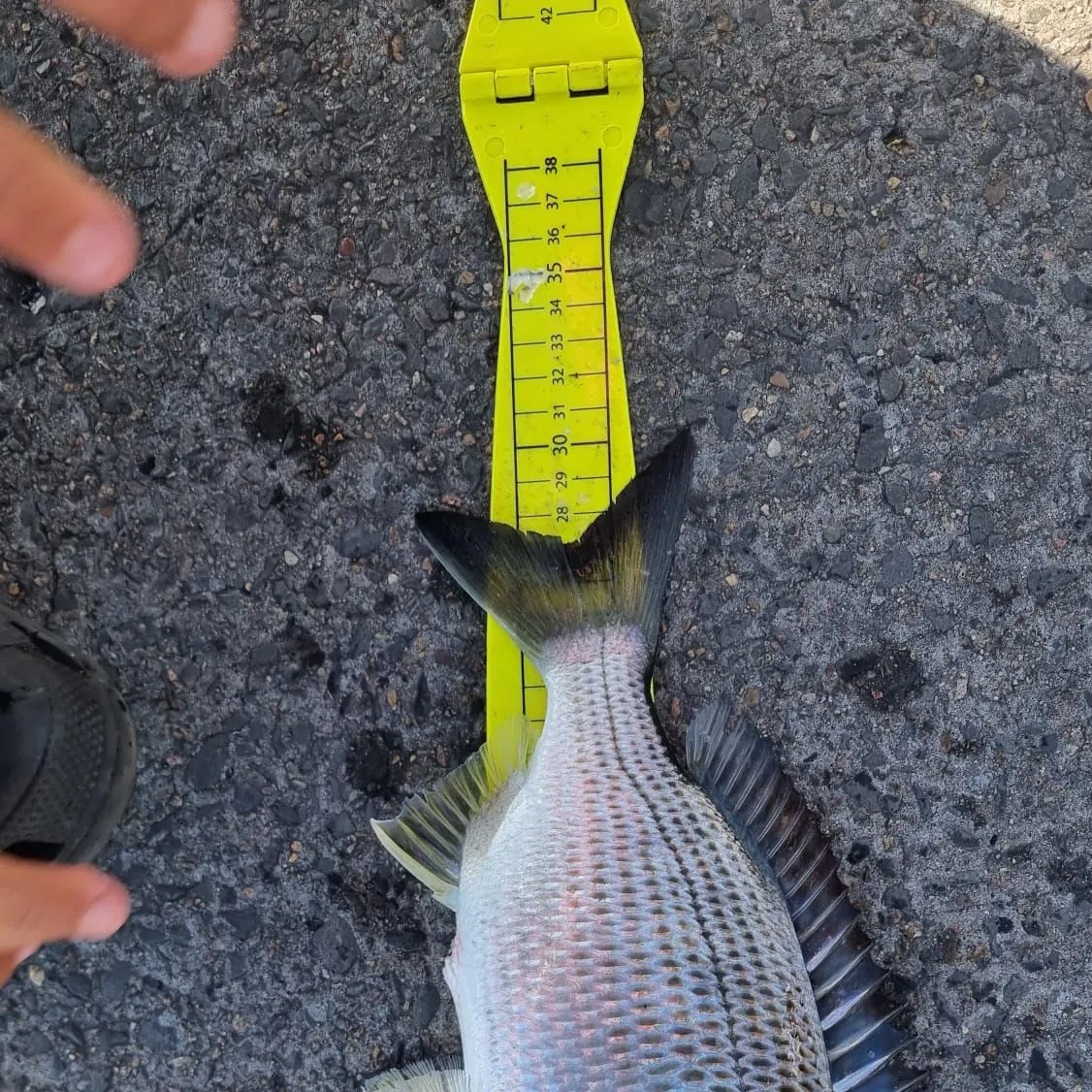 Surf bream caught on Fishbrain