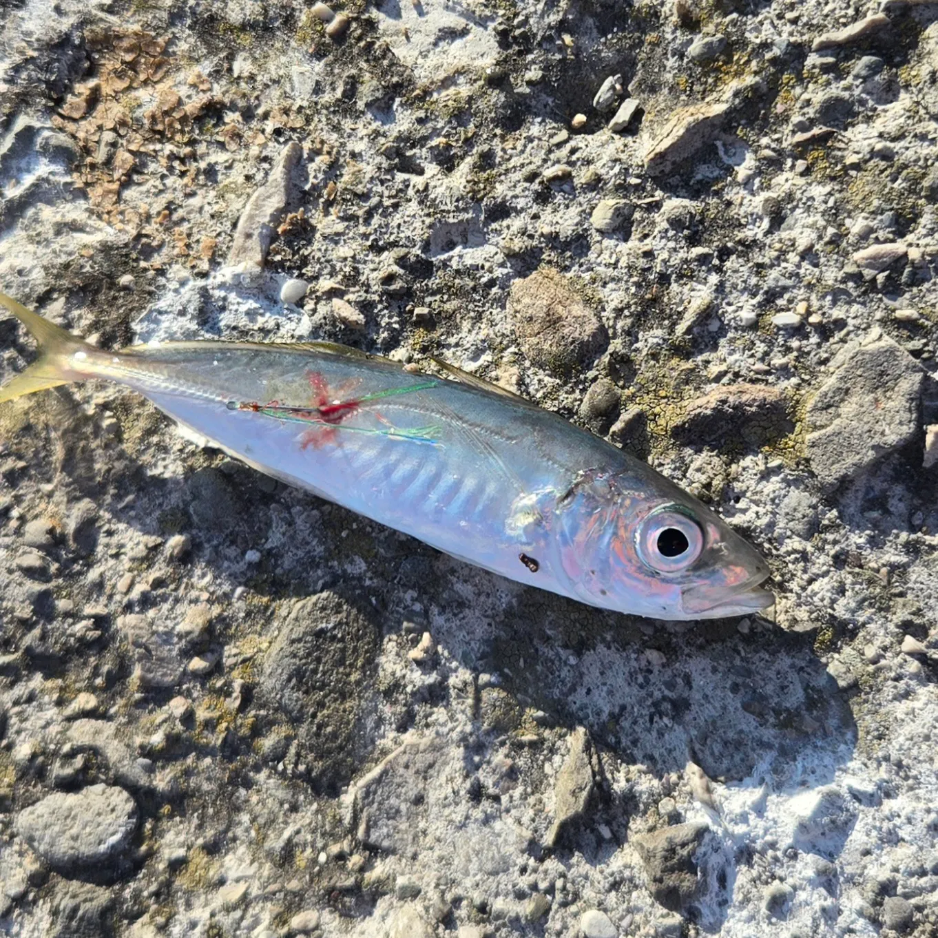 The most recent Atlantic horse mackerel catches on Fishbrain