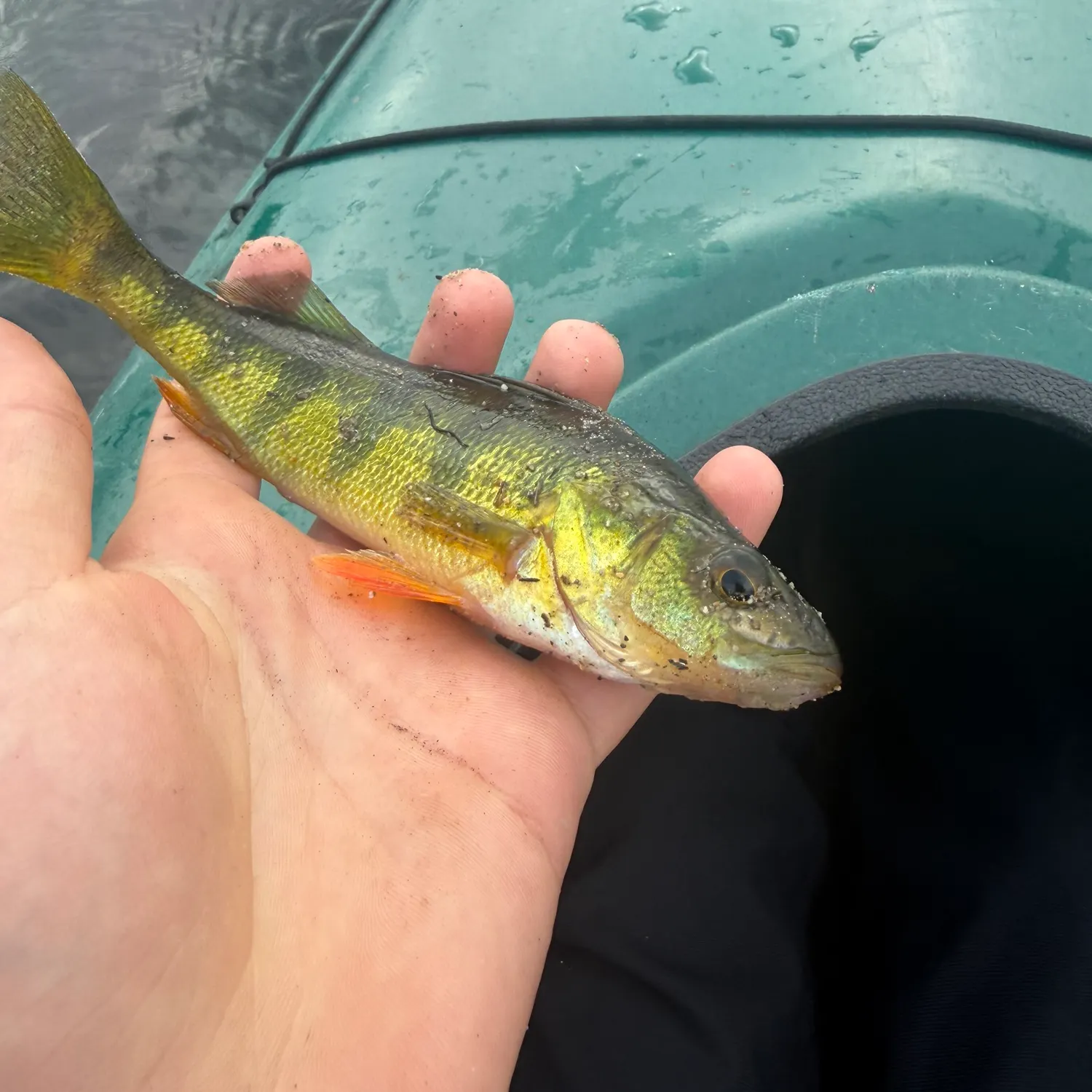Yellow perch caught on Fishbrain