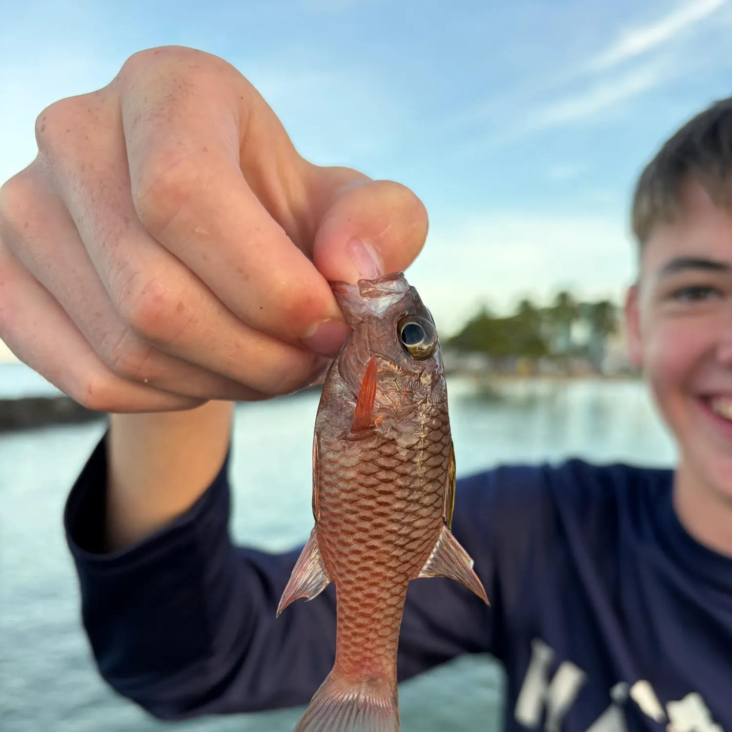 The most recent Bandfin cardinalfish catches on Fishbrain