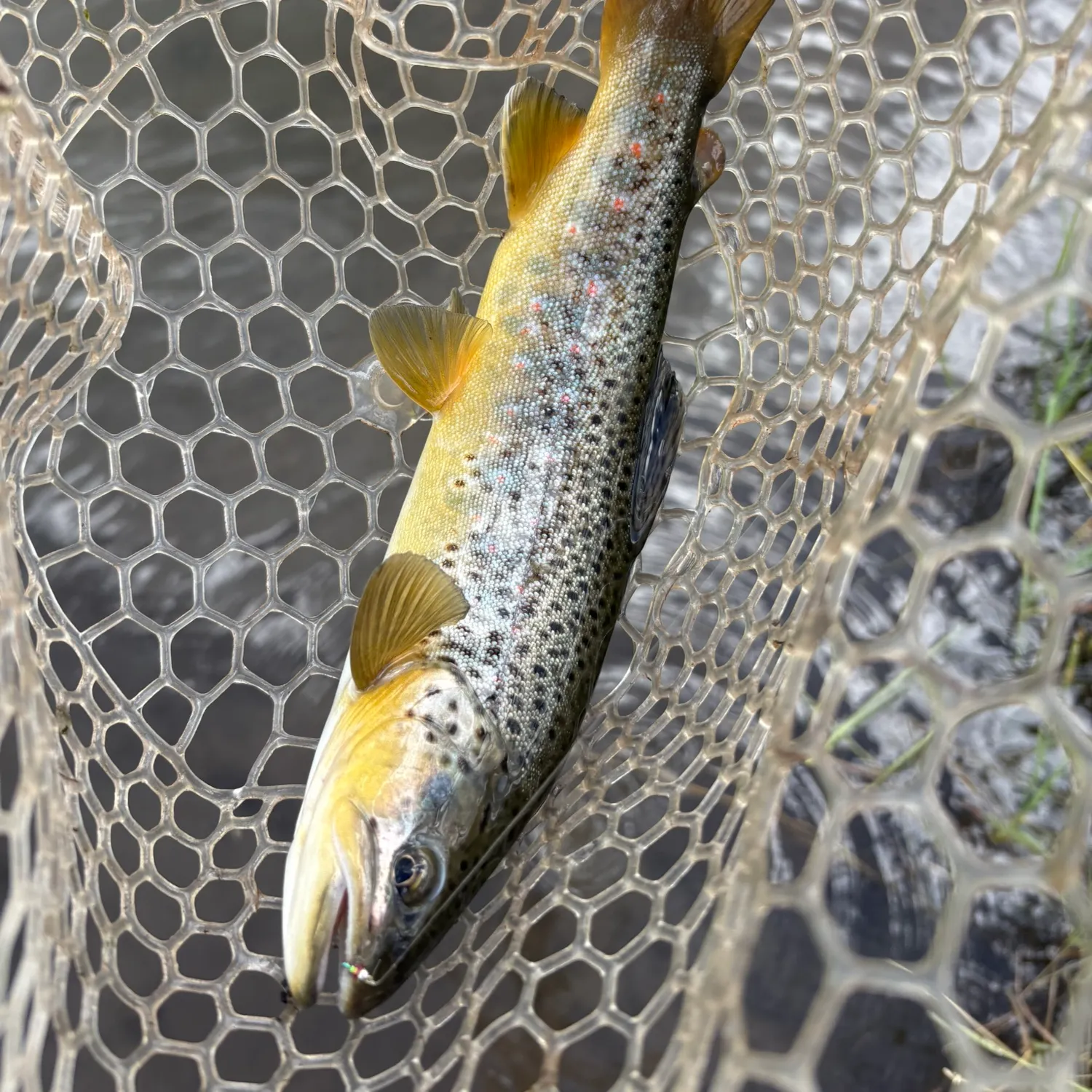 Brown trout caught on Fishbrain